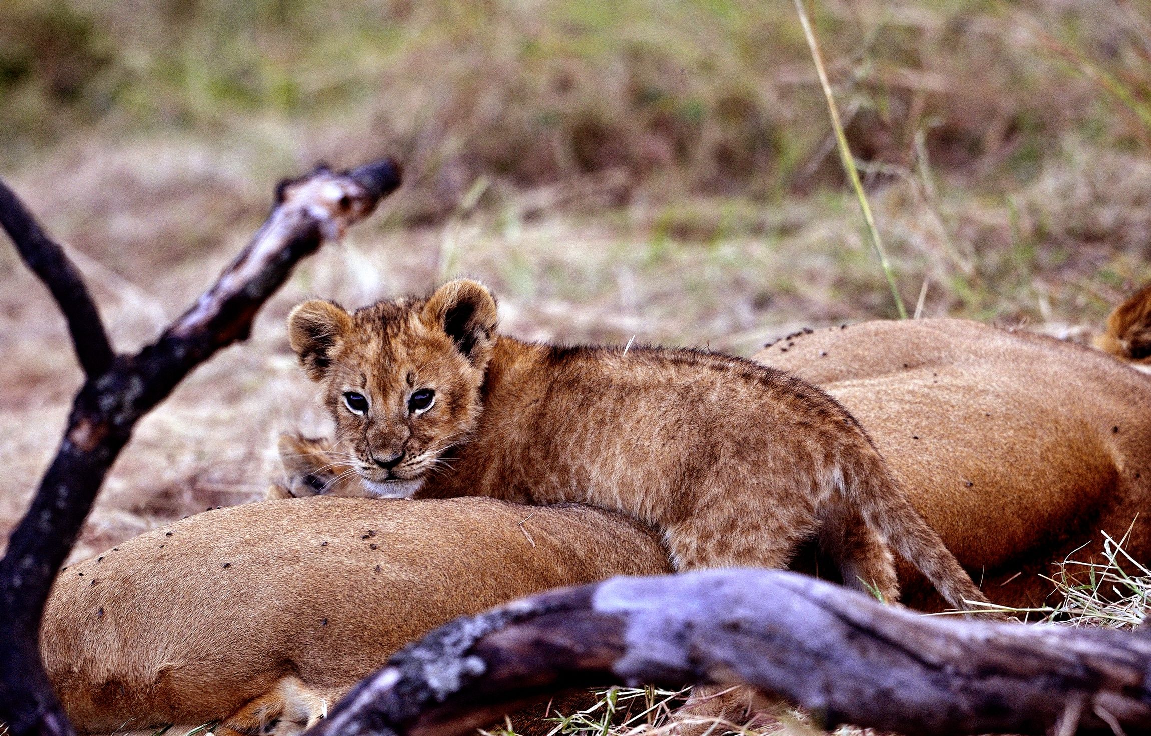 Lions splendidi cuccioli