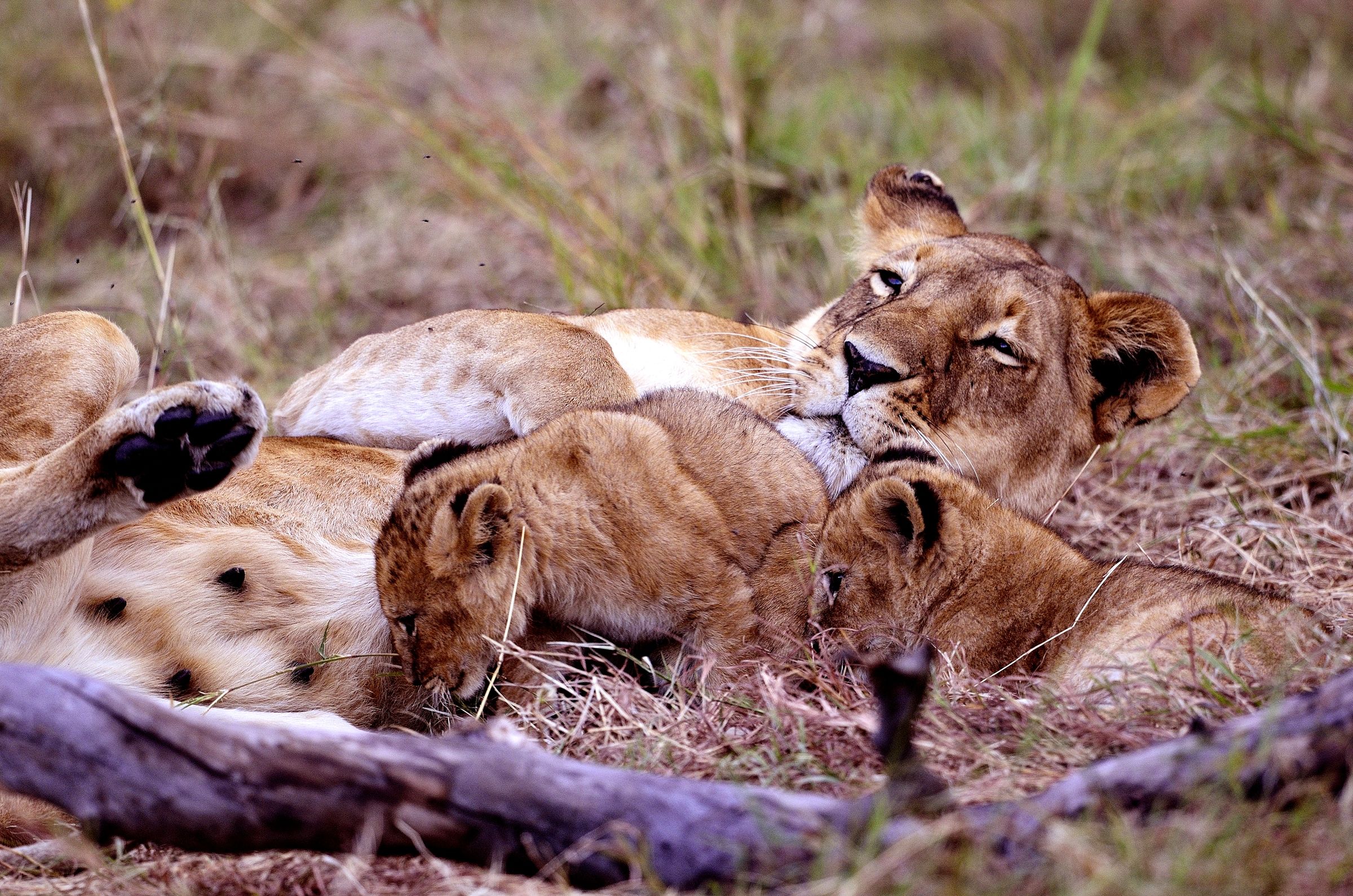 Lions splendidi cuccioli