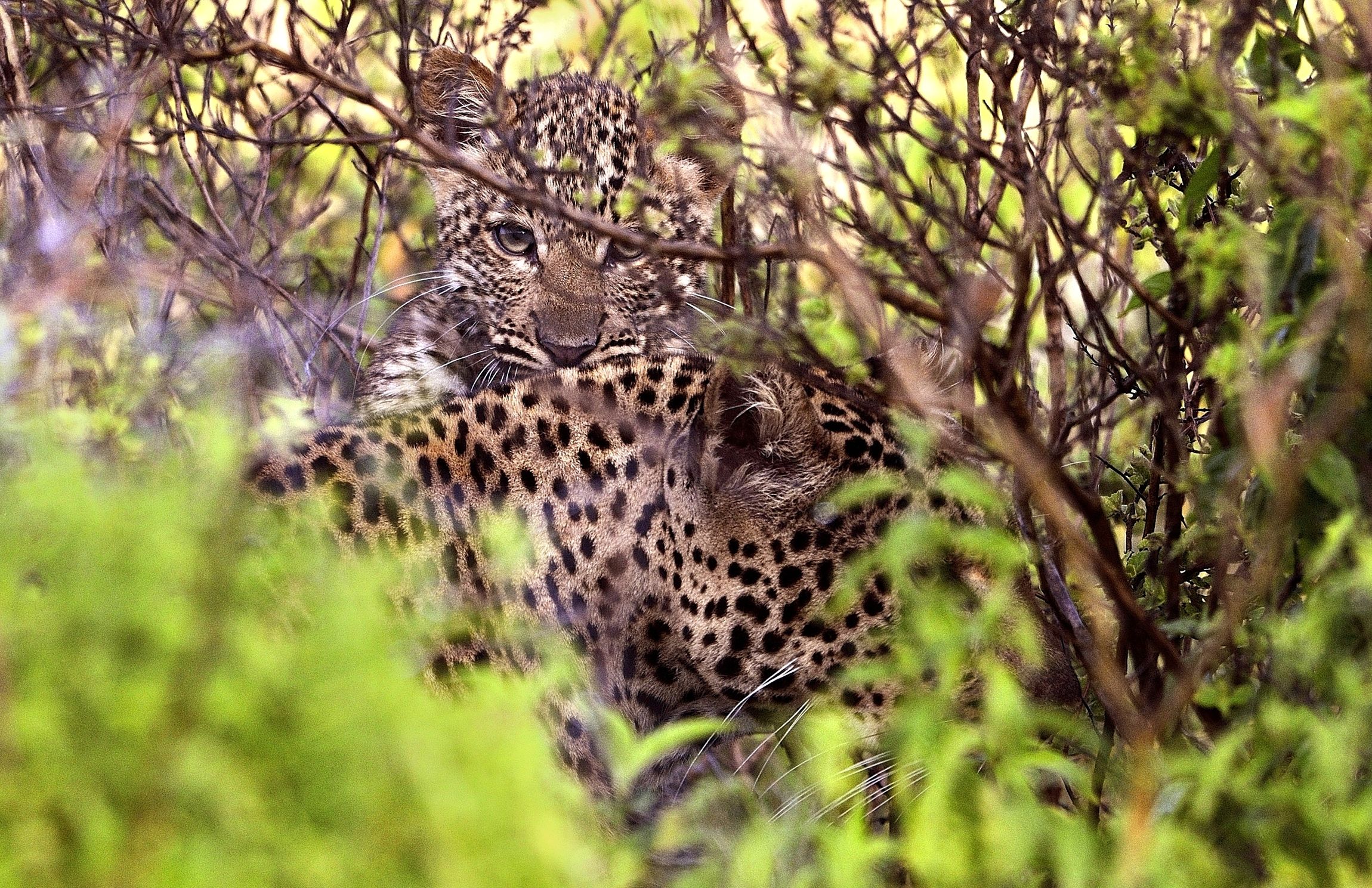 mamma e cucciolo di leopardo