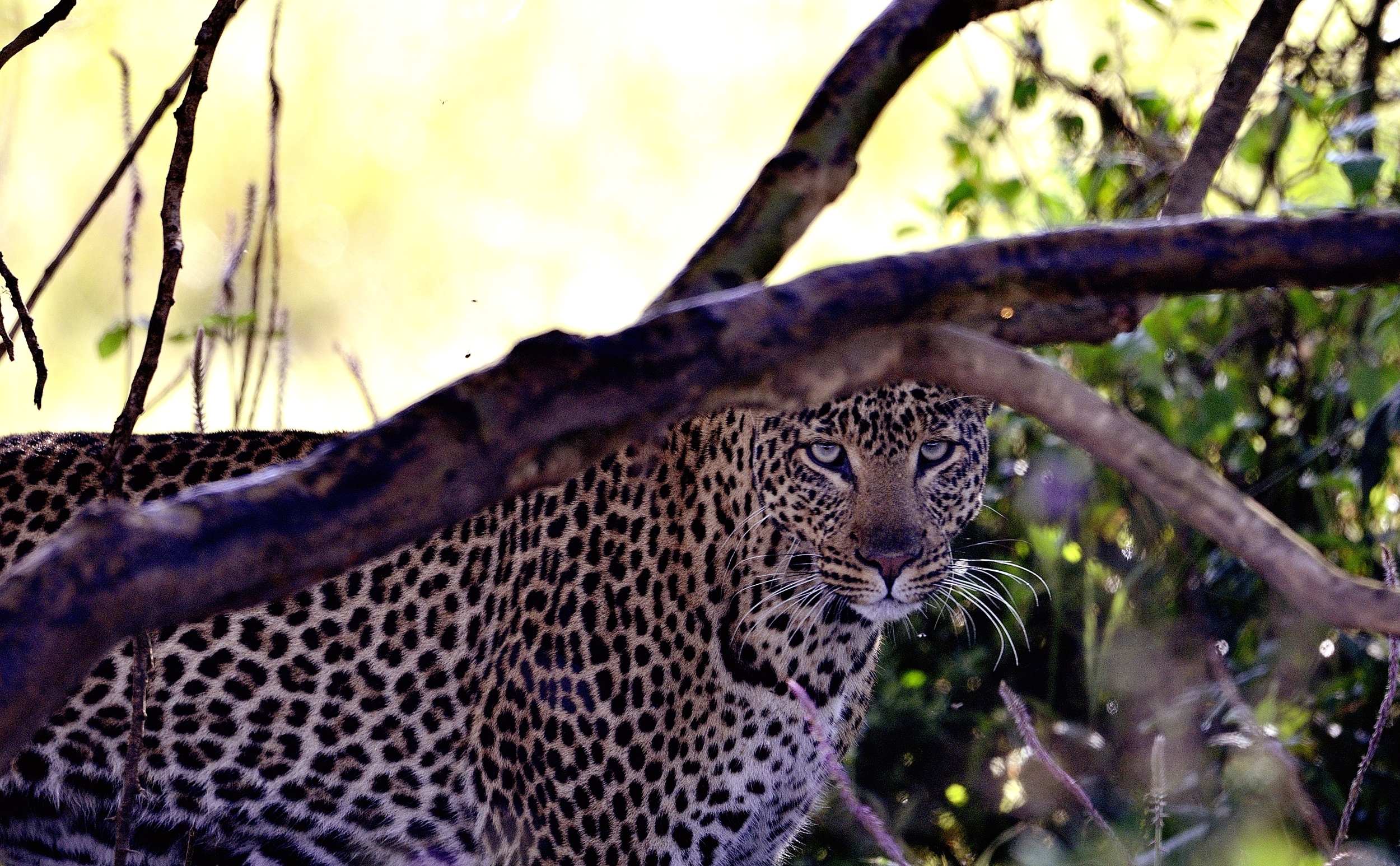 leopardo