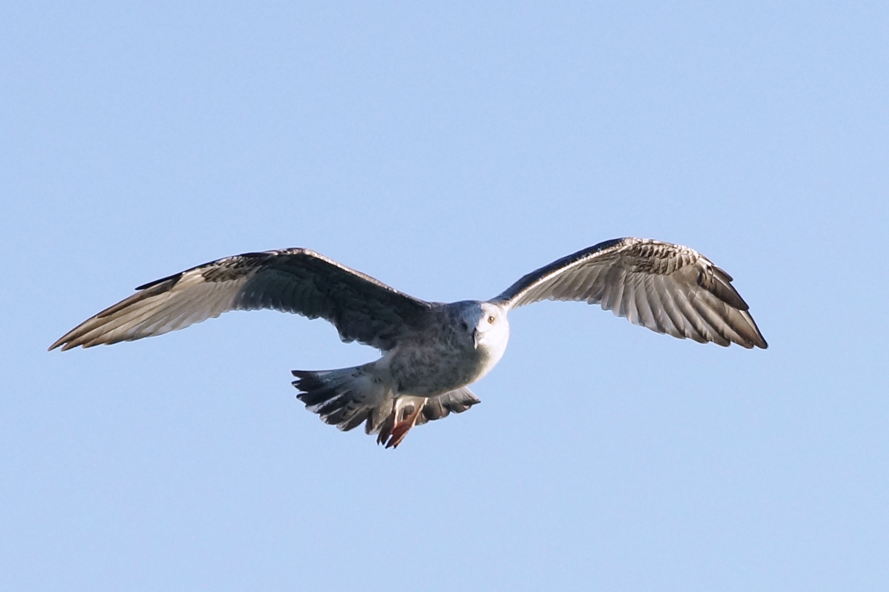 Se mi passi davati, ti prendo 1.