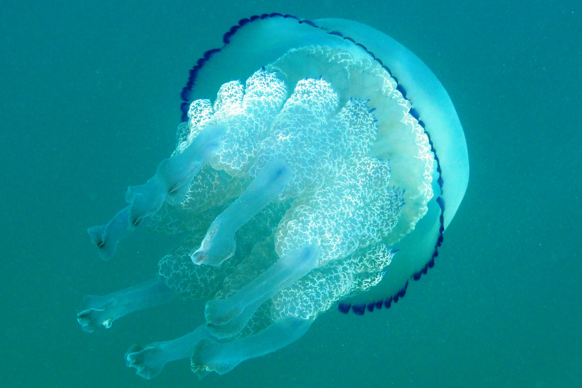 Incontri ravvicinati ... pericolosi.