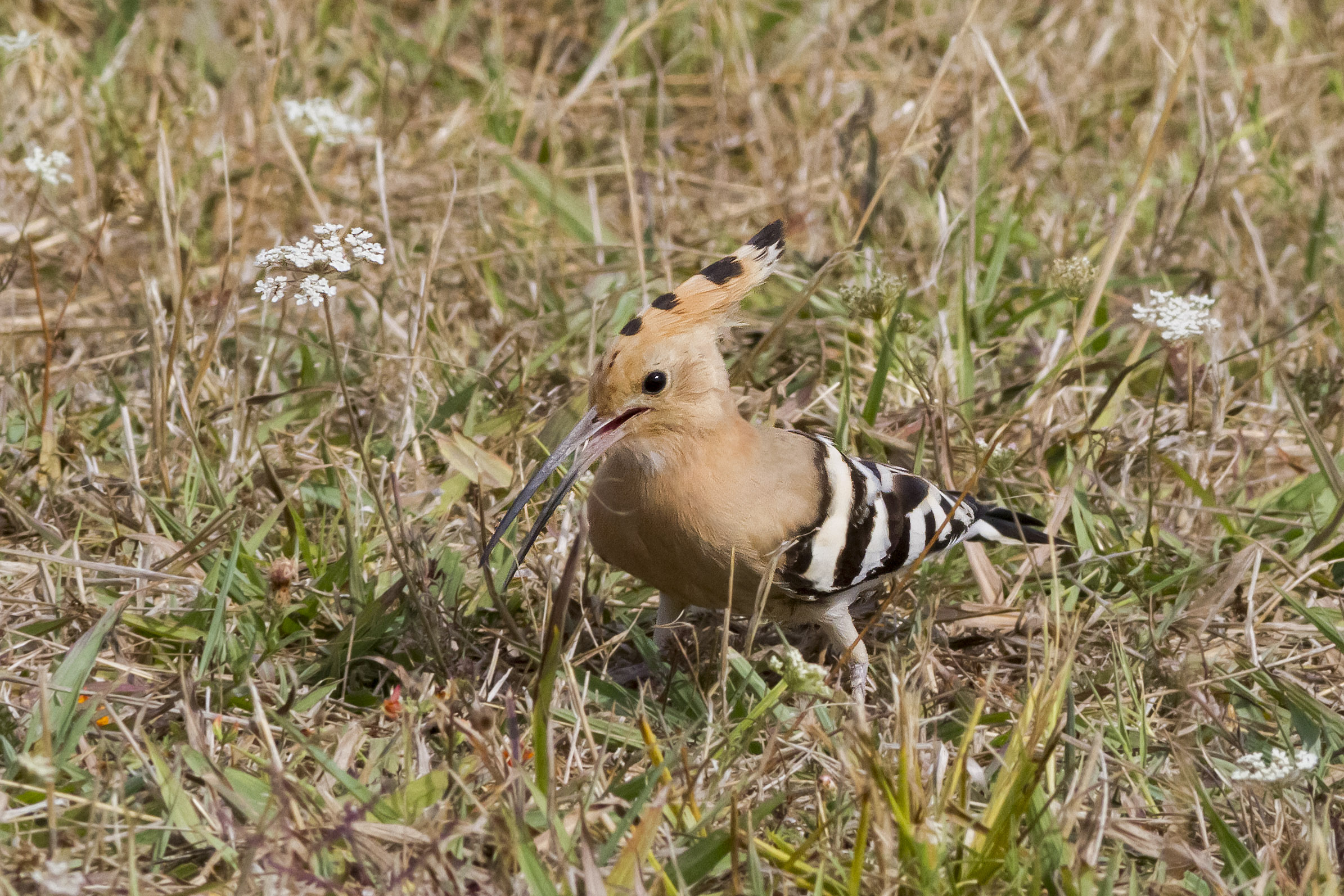 butterfly bird (Upupa)