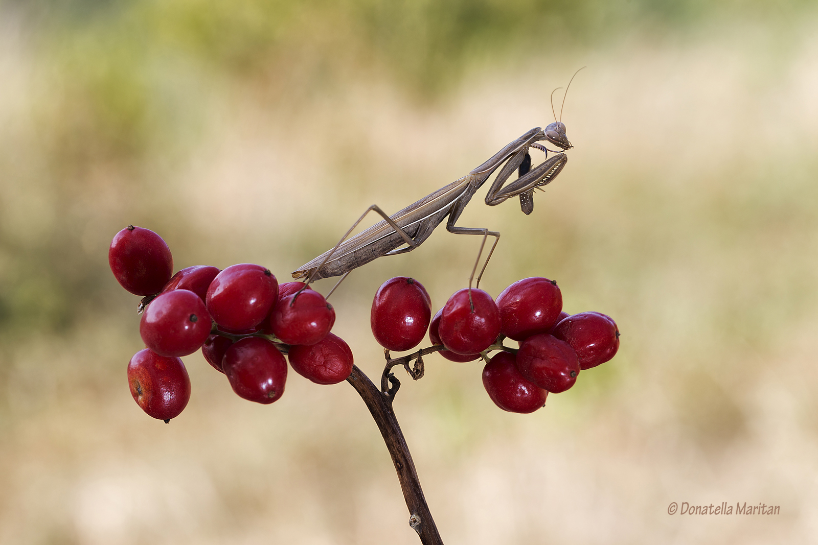 The red berries