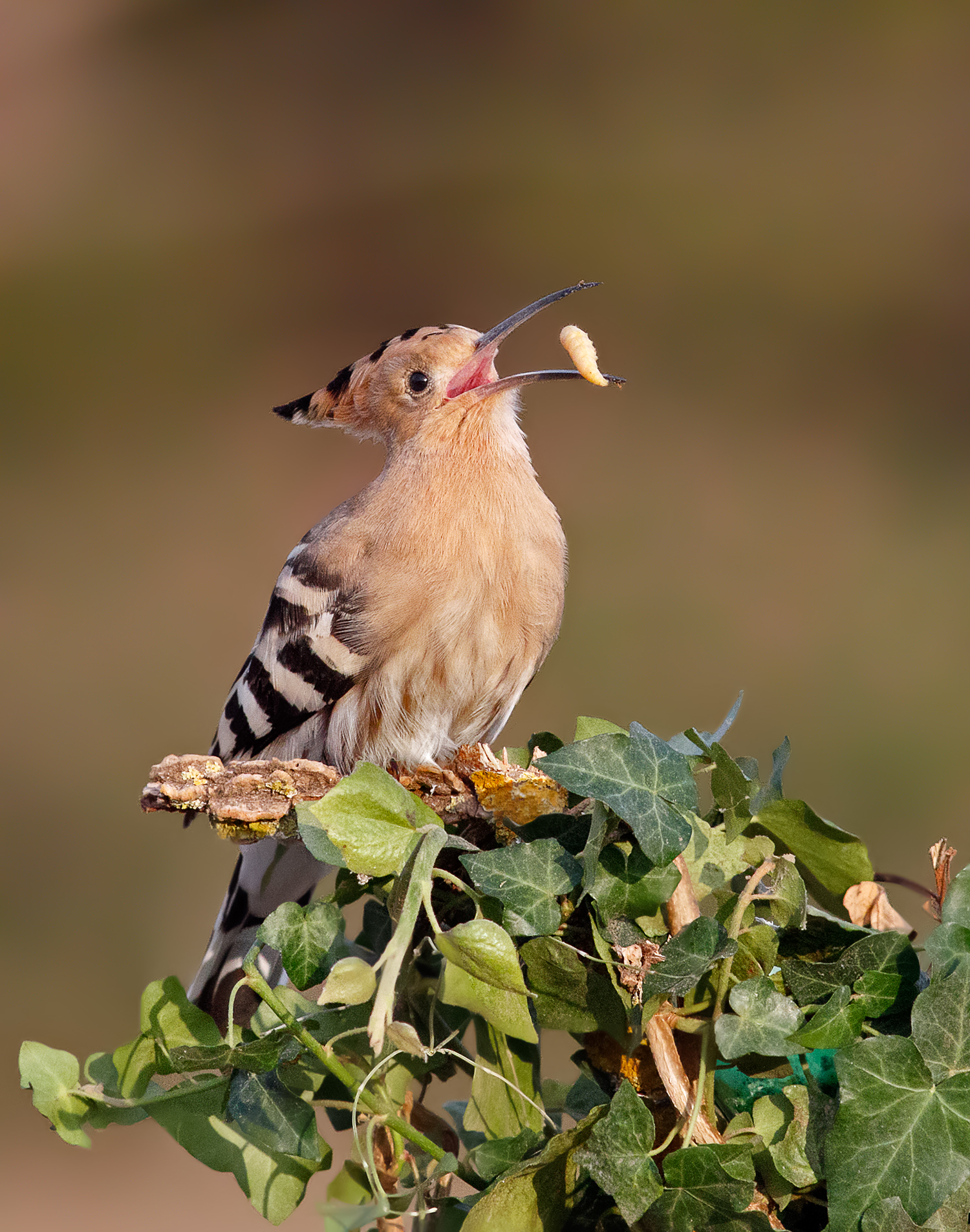 hoopoe