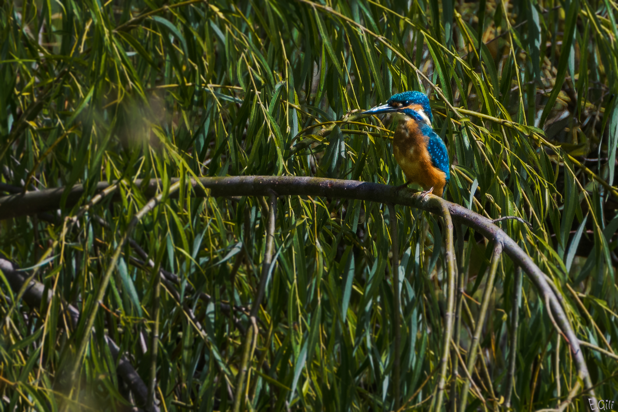 Martin Fisherman waiting