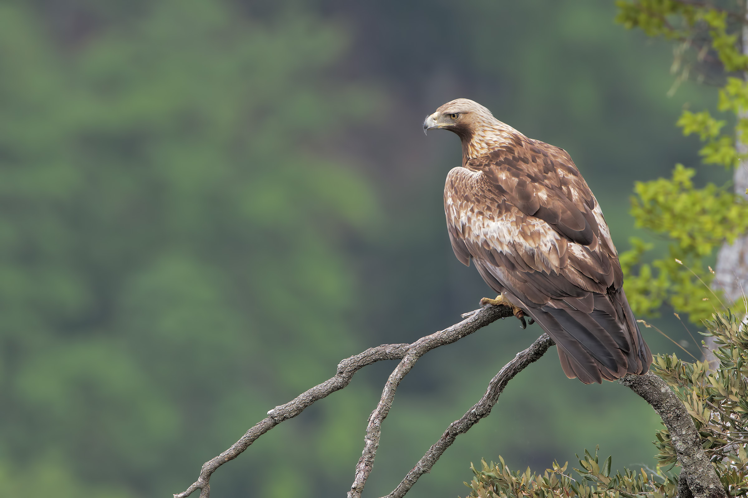 Royal Eagle - The King's glance over his possessions