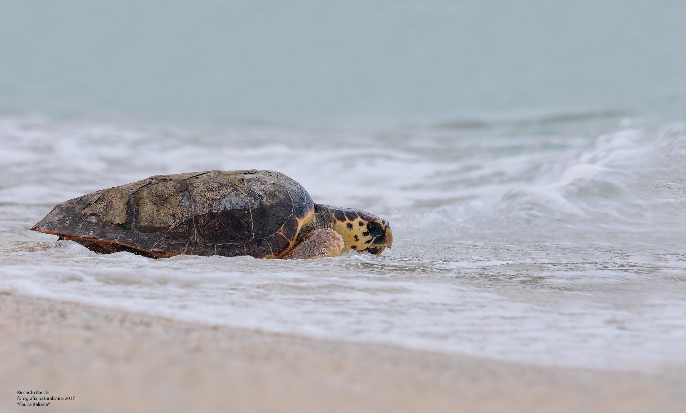 Caretta Caretta