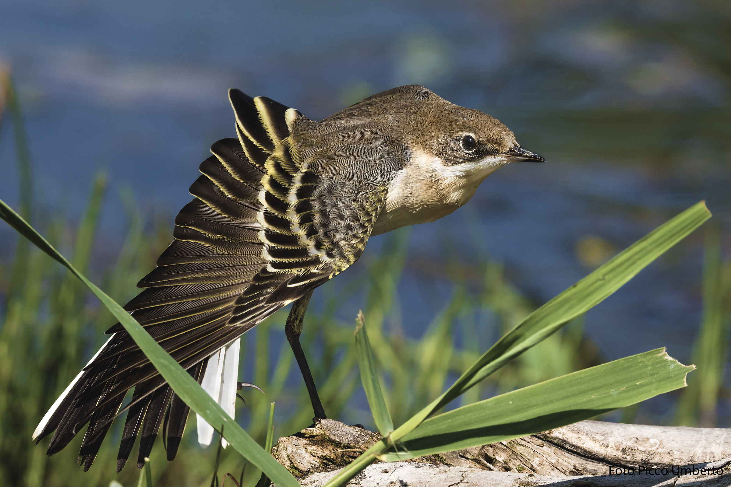 lo stretching della cutrettola