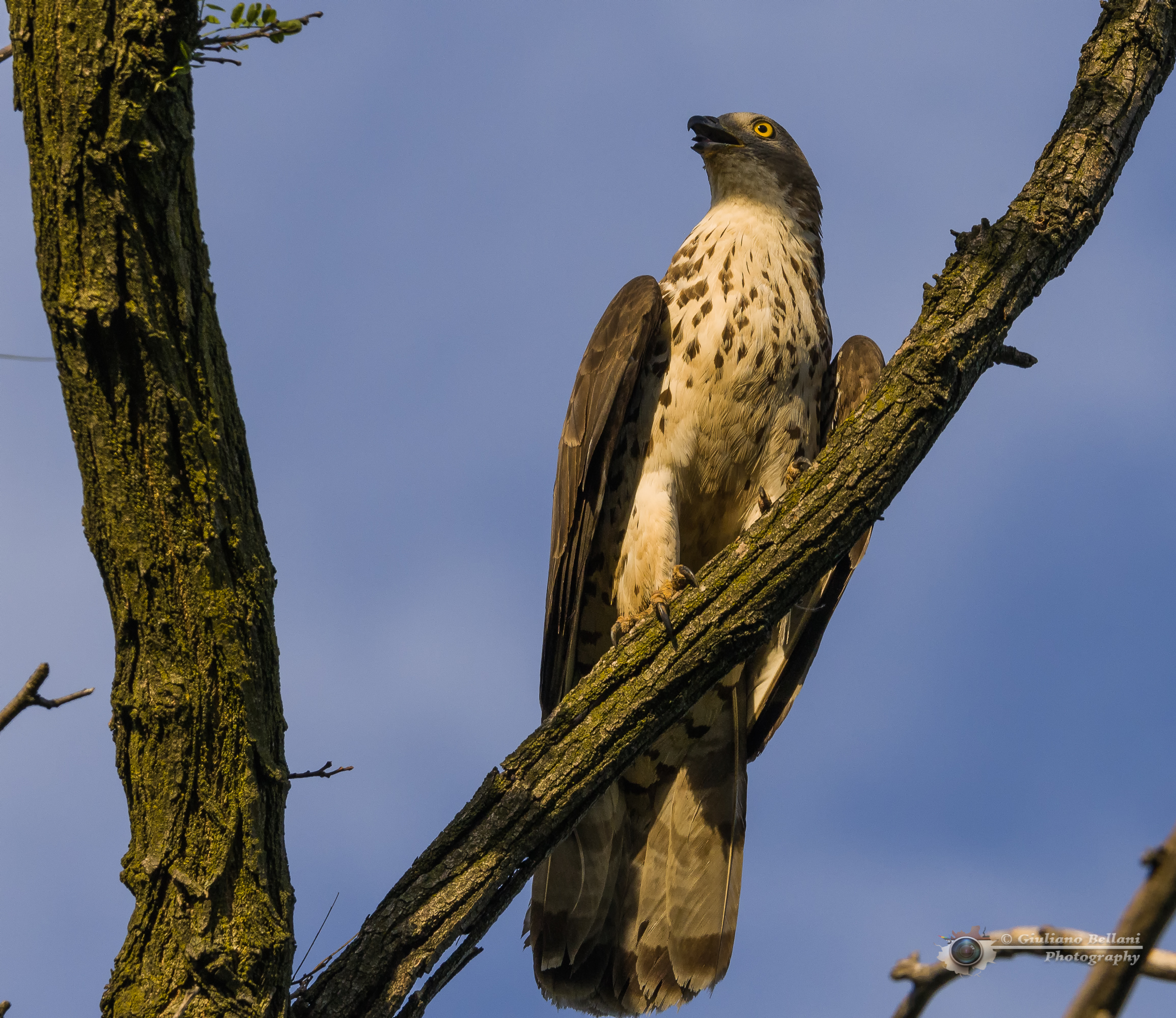 Falco Pecchiaiolo Maschio