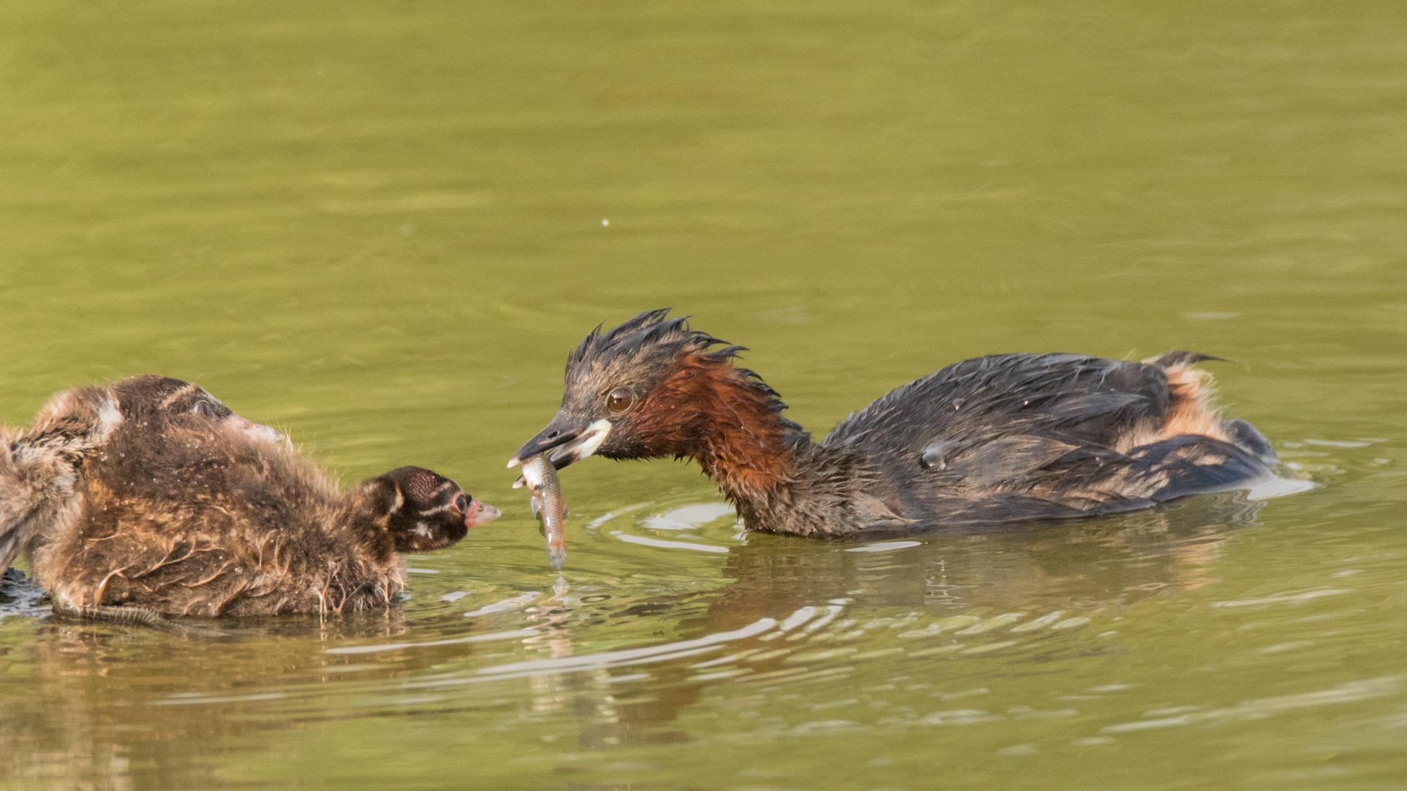 Little Grebe