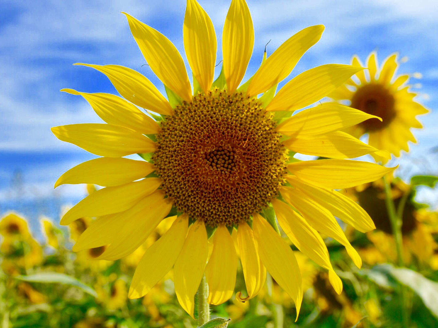 Sunflower