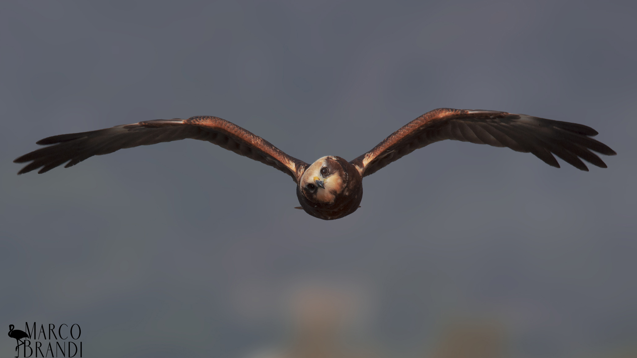 faccia a faccia con falco di palude