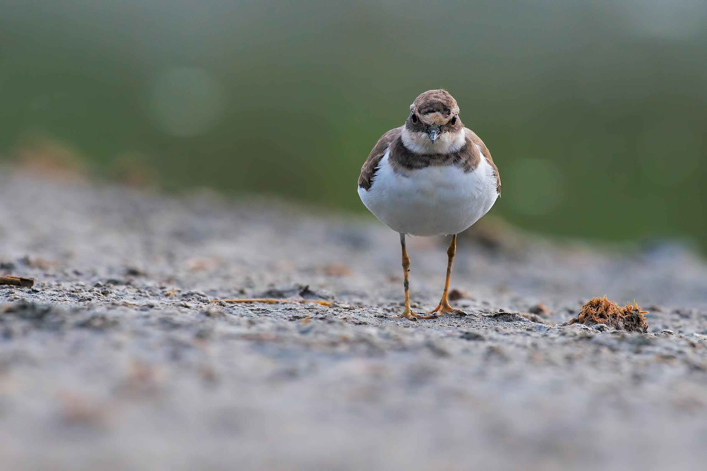 A determined look ....