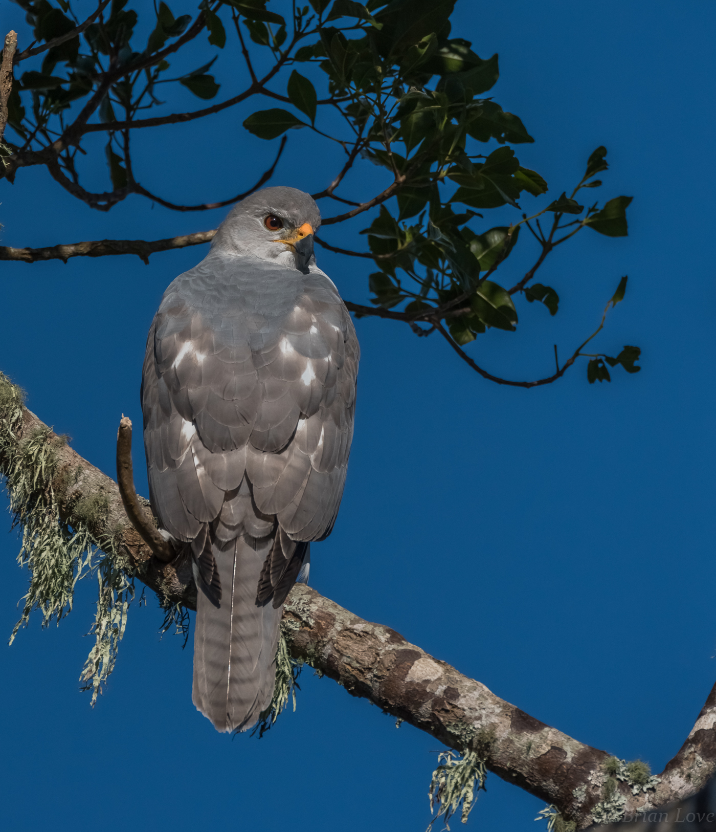 Grey Goshawk - Accipiter novaehollandiae