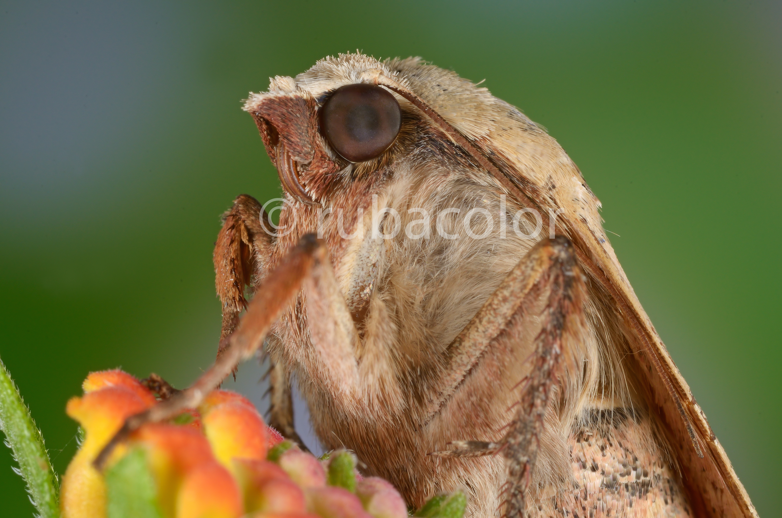 A moth in the garden