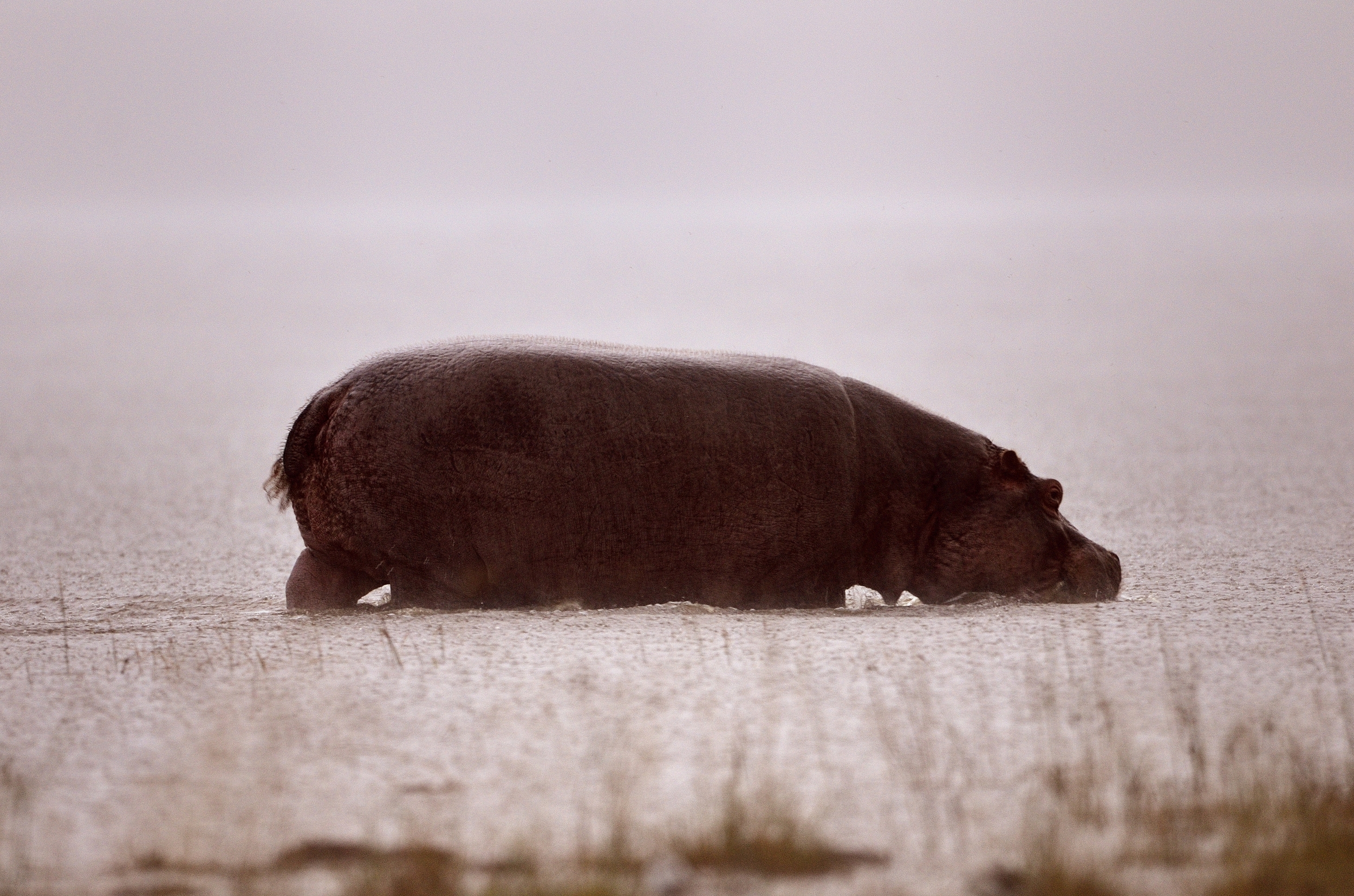 ippo sotto la pioggia