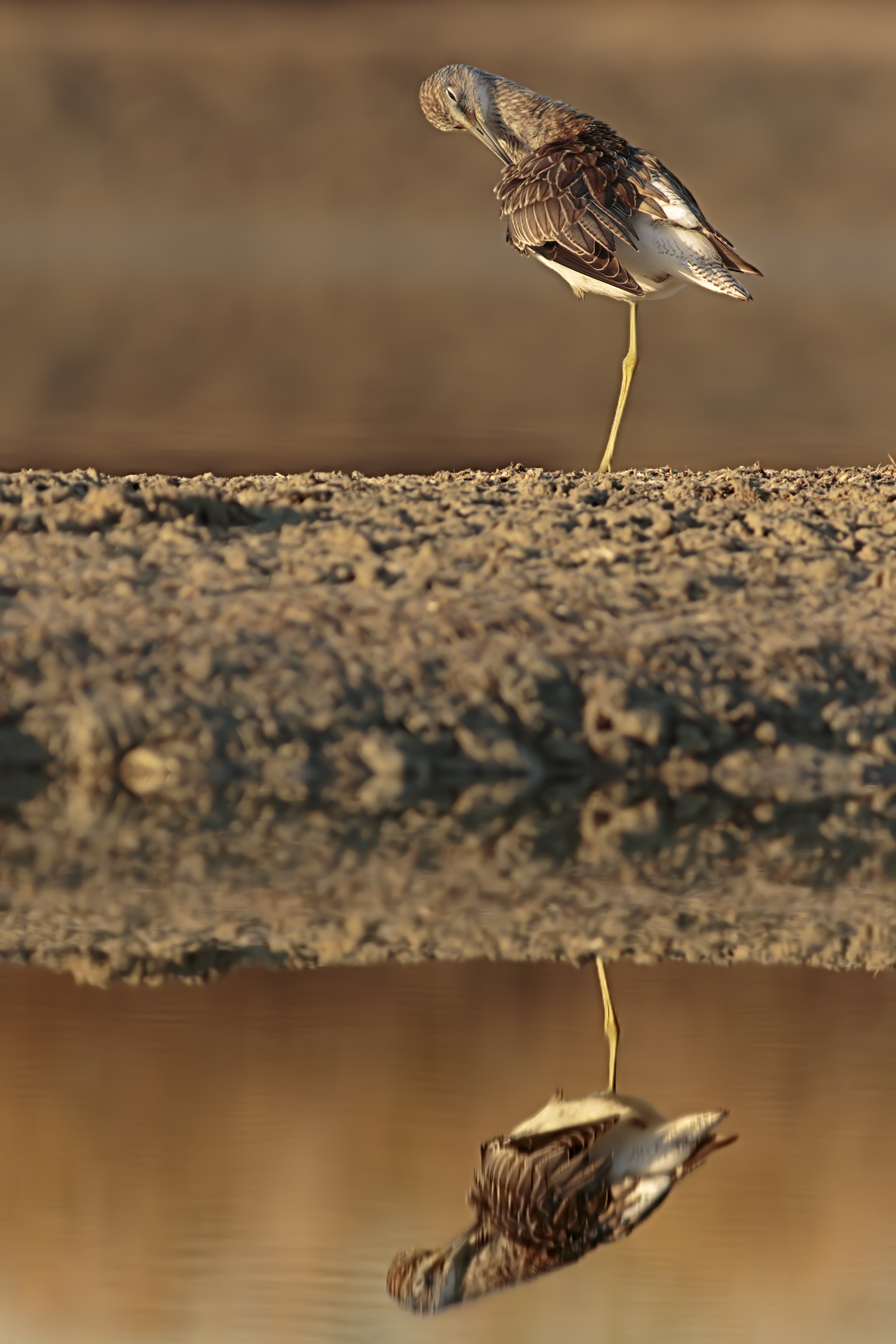 Pantana in the mirror