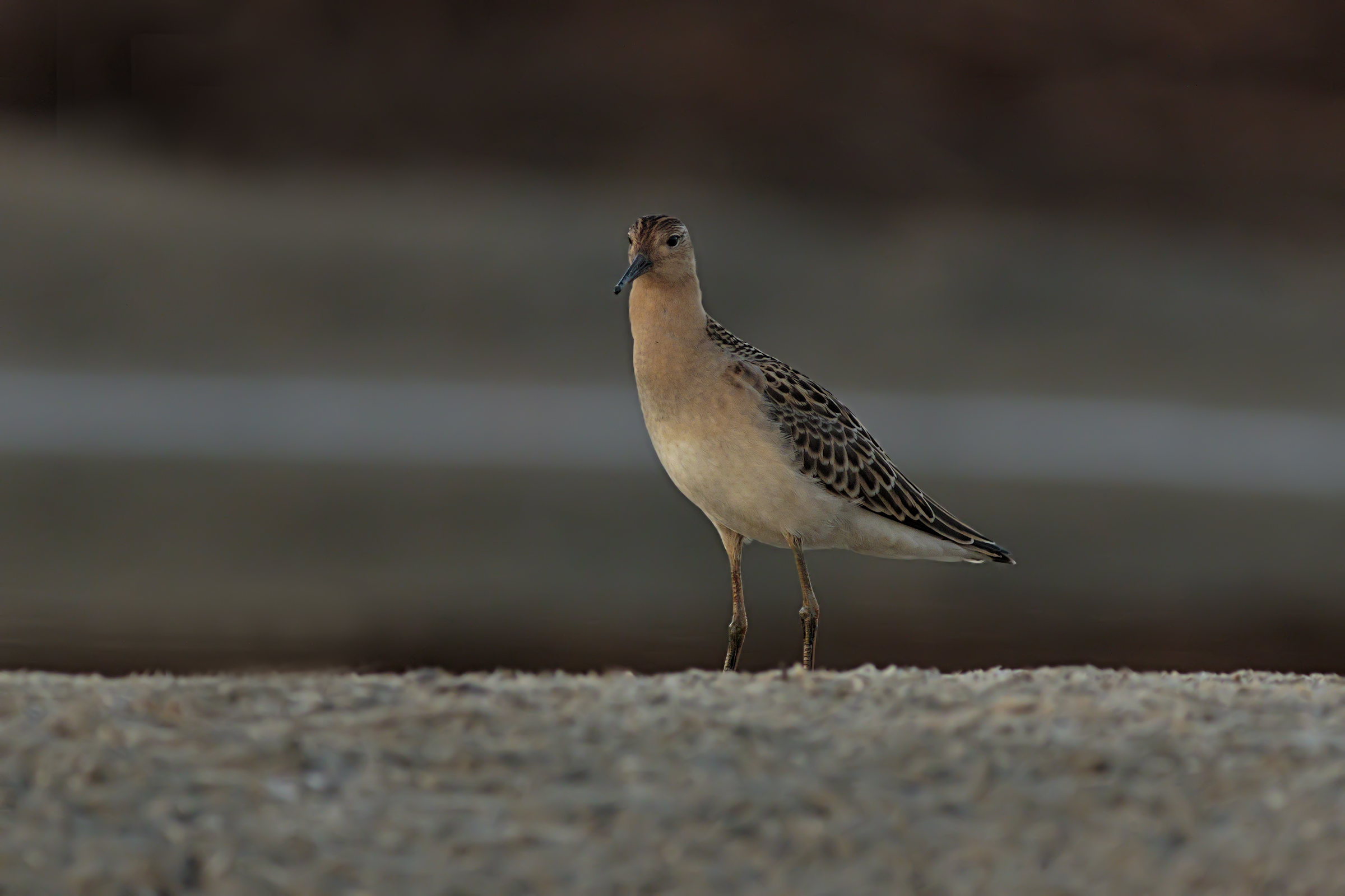 Fighting at first lights.