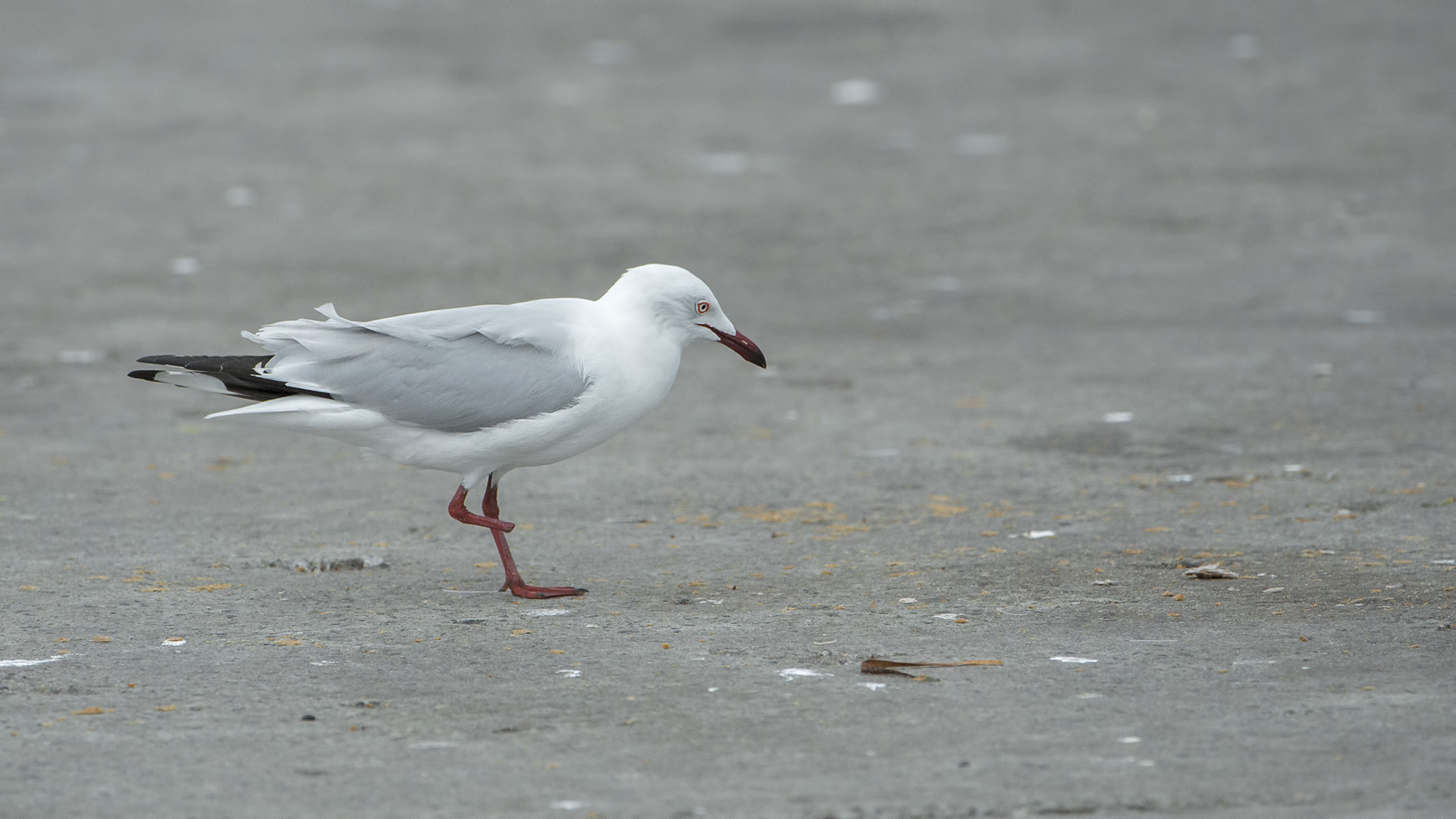 Chroicocephalus novaehollandiae (Gabbiano argentato)