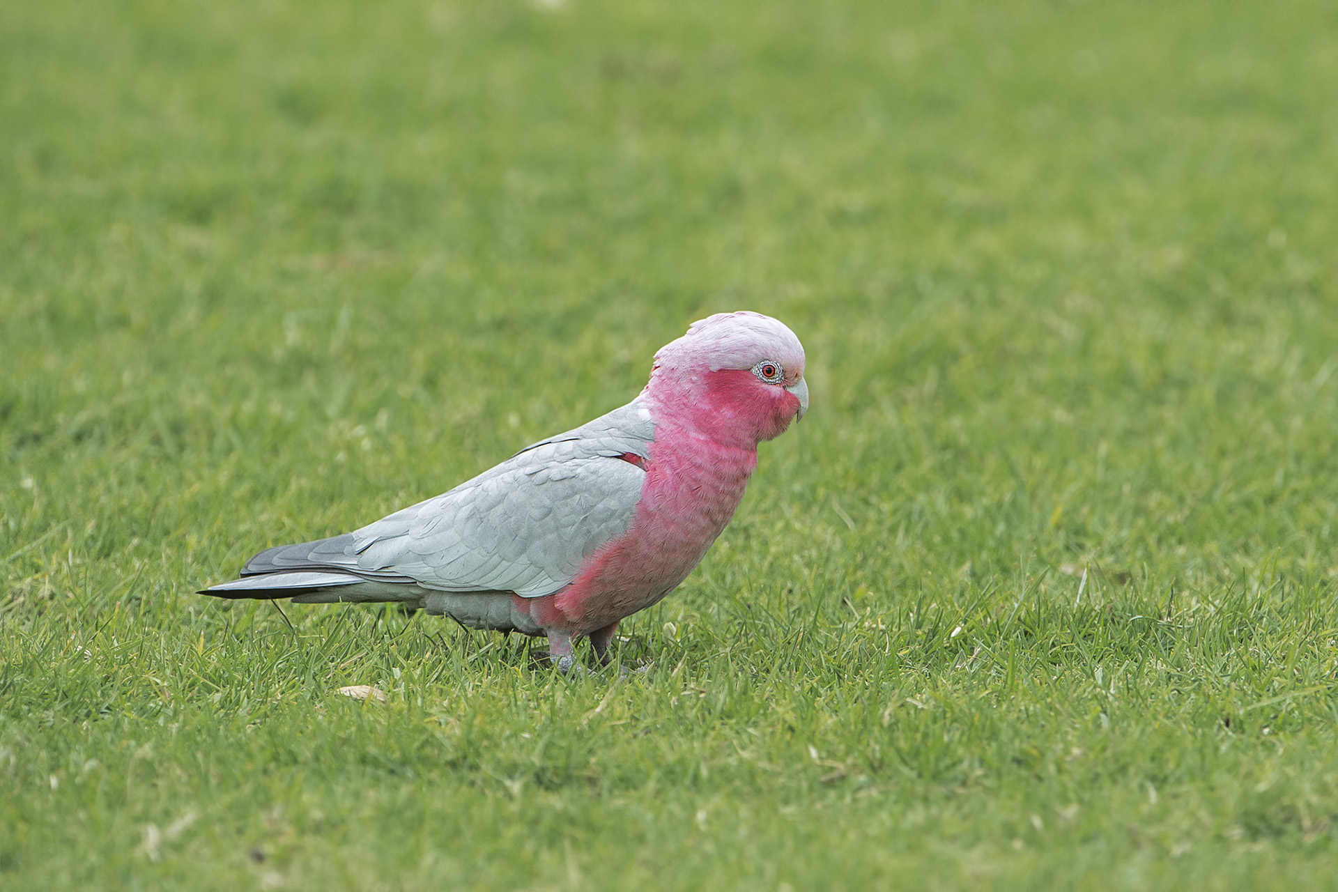 Eolophus roseicapilla (Galah)