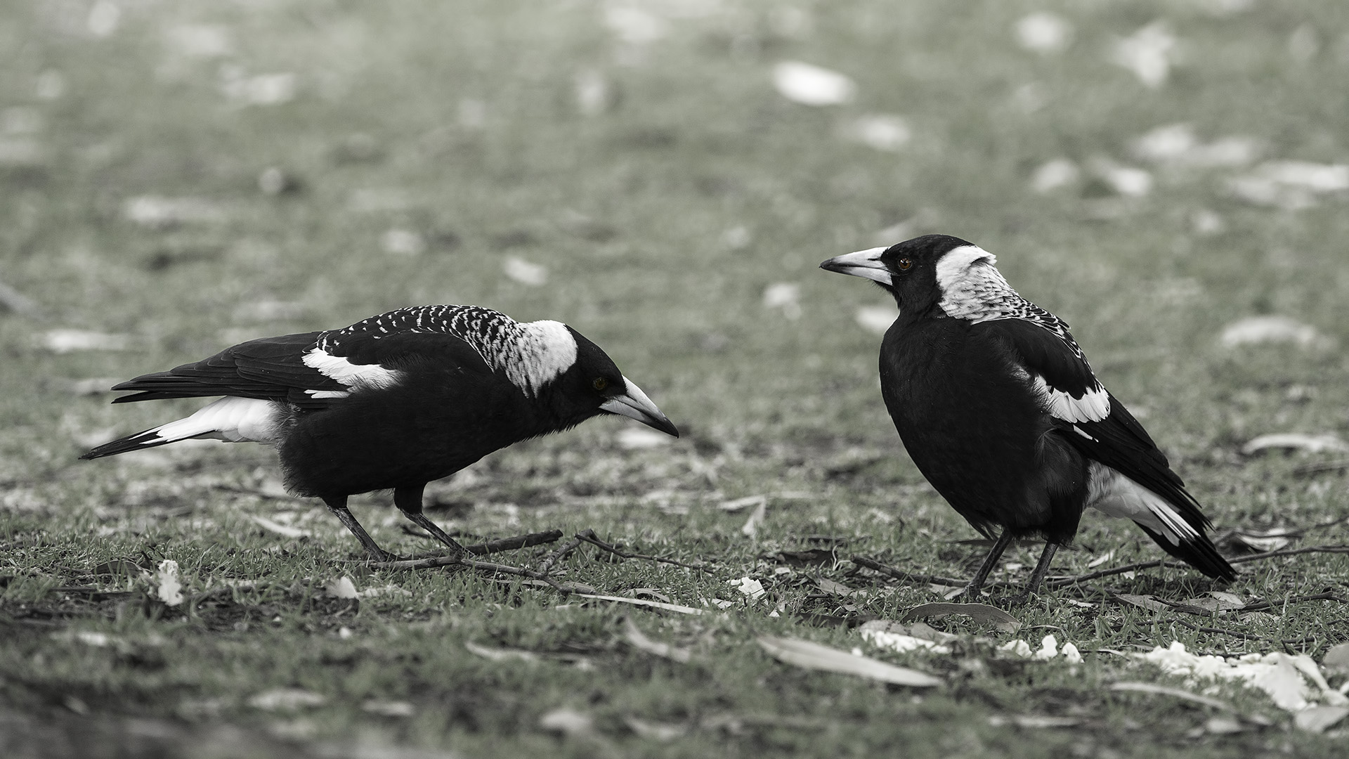 Gymnorhina tibicen (Gazza australiana)