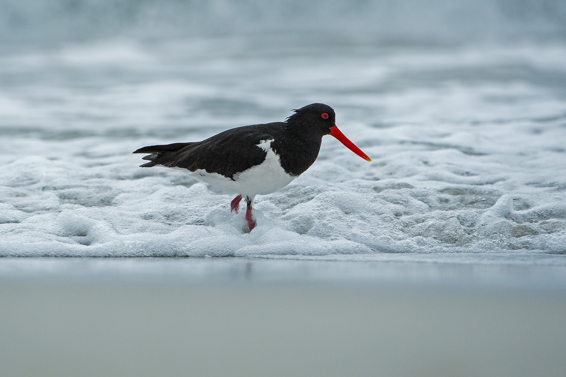 Haematopus longirostris (South Isl