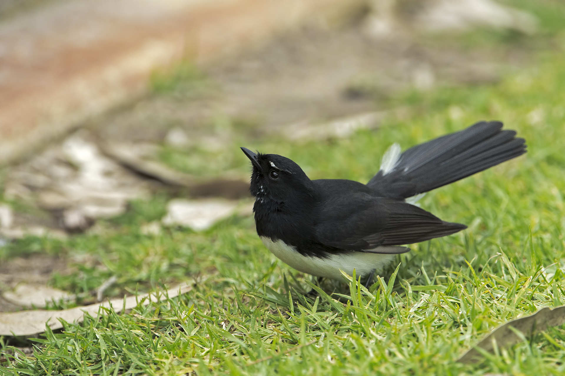 Rhipidura leucophrys (Willi batticoda)