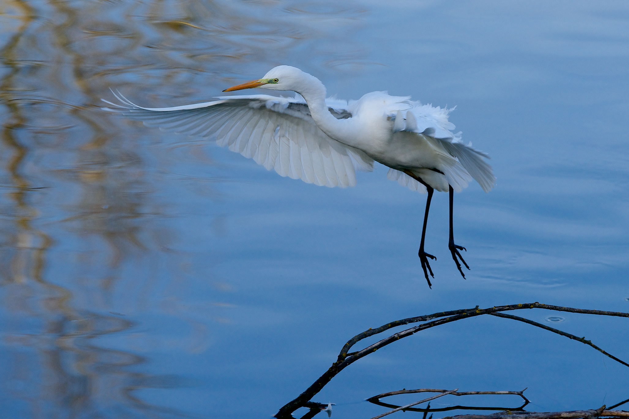Great Egret - Oasi la Madonnina