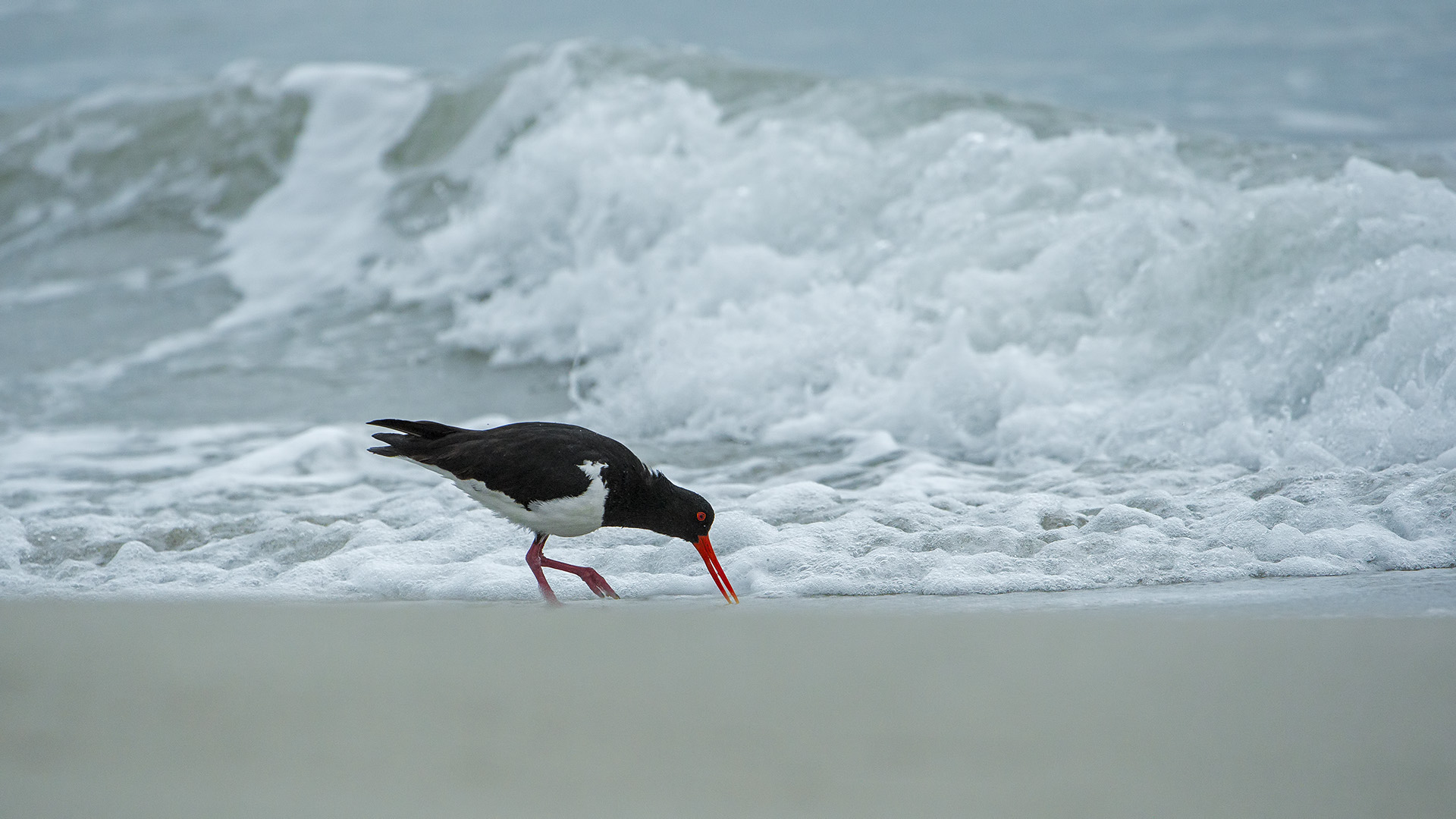 Haematopus longirostris (South Island Beccaccia)