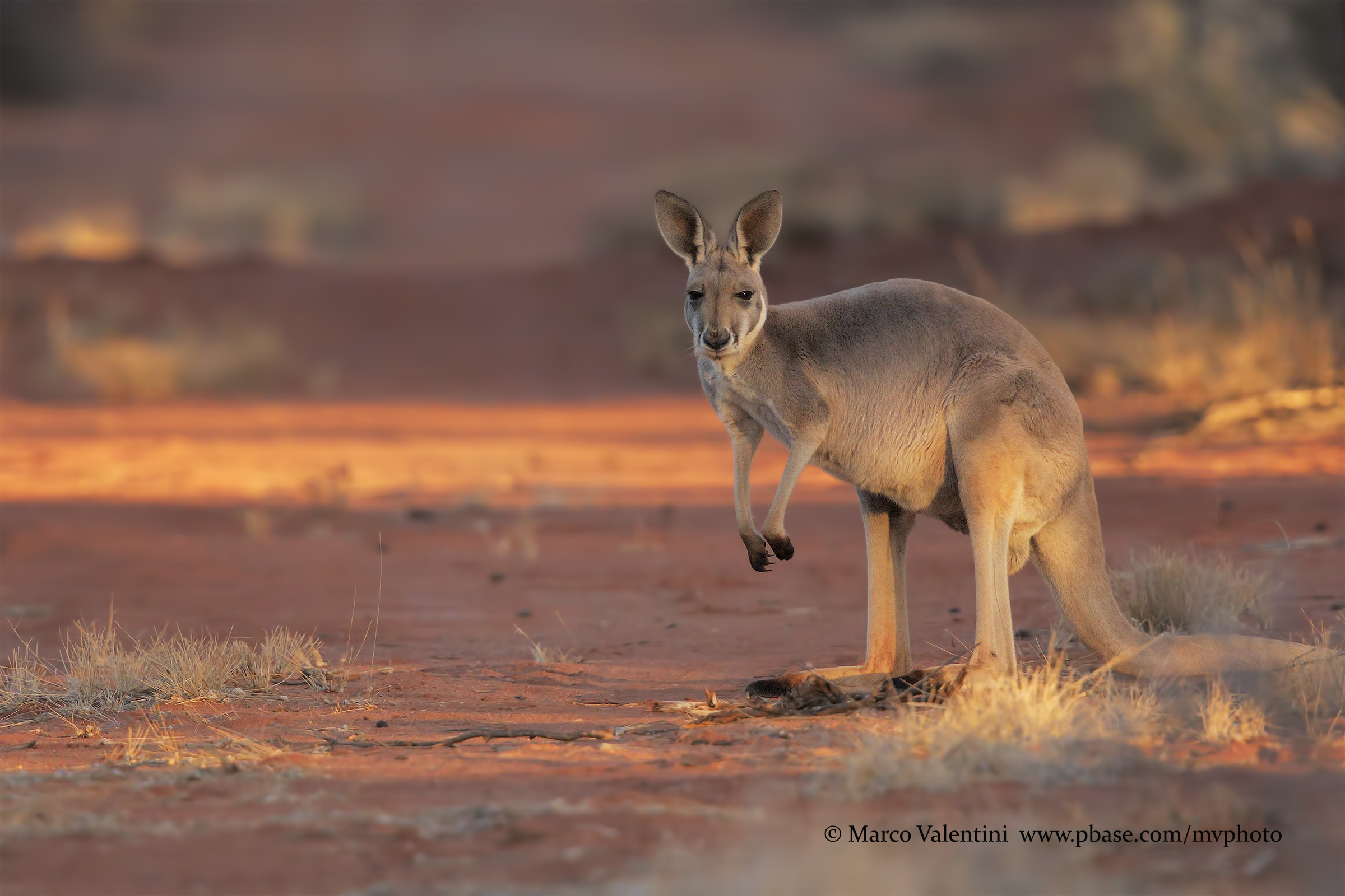 Red kangaroo