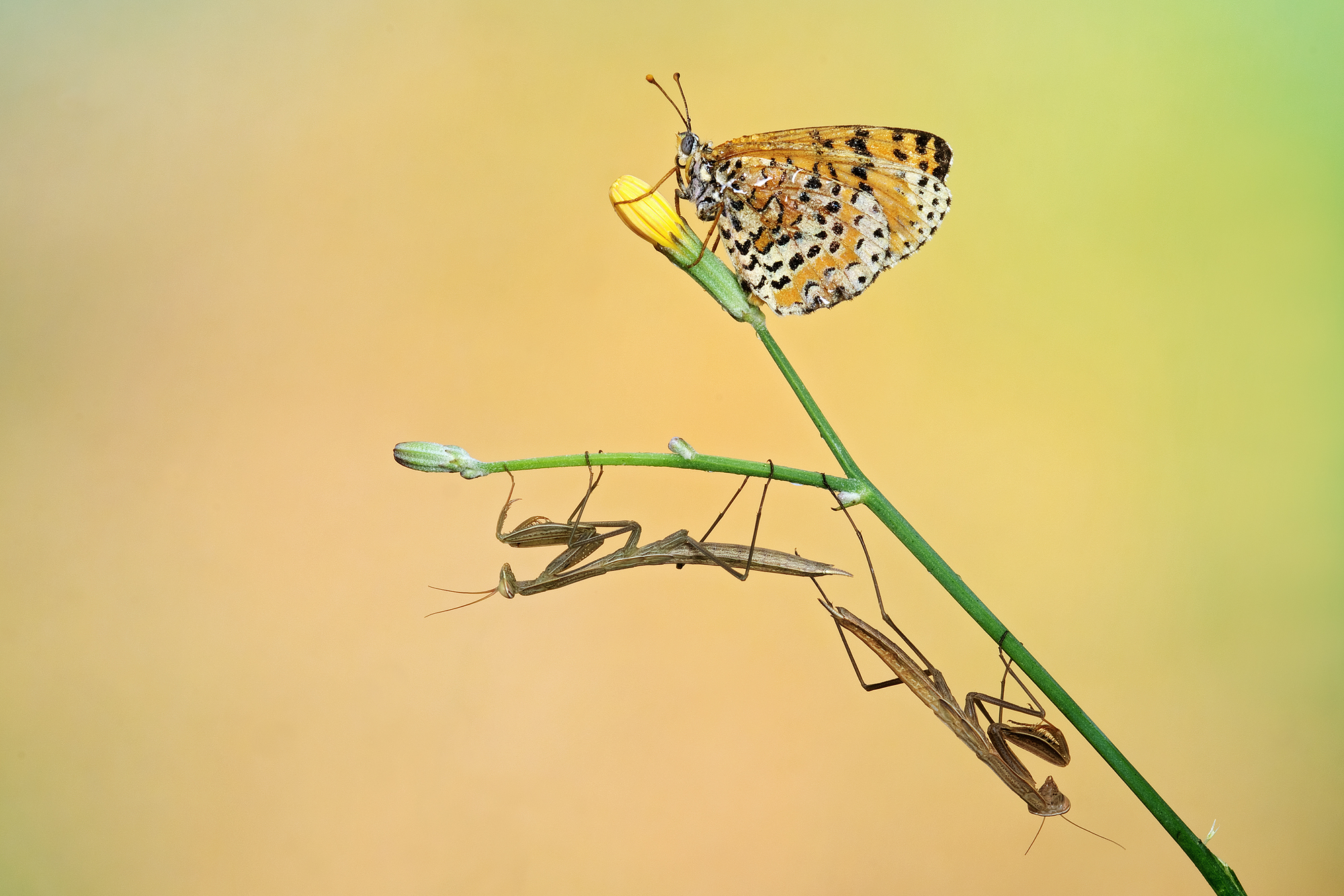 Siamo piccole ma cresceremo...speriamo!