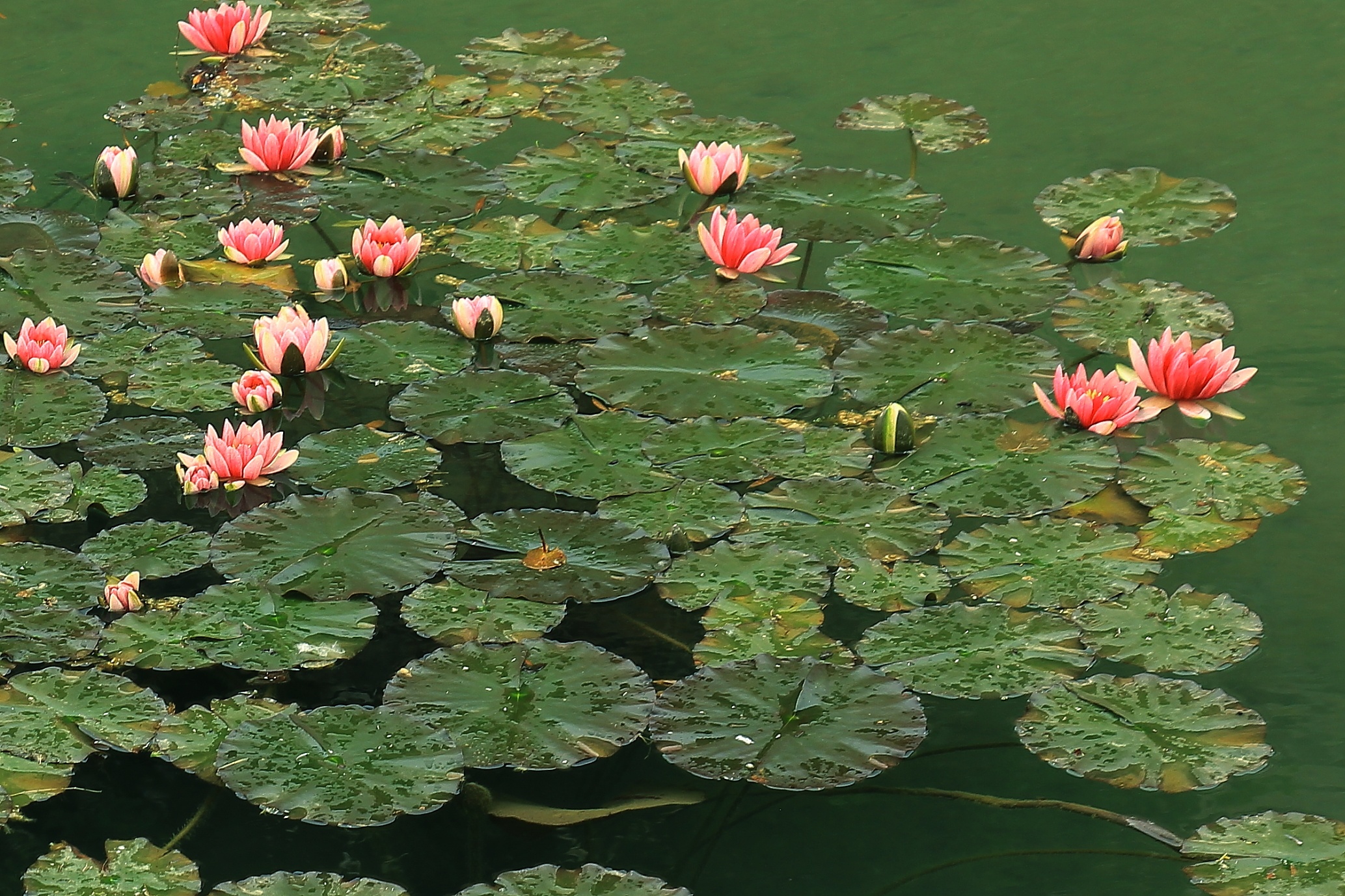 Pagazzano - Water lilies