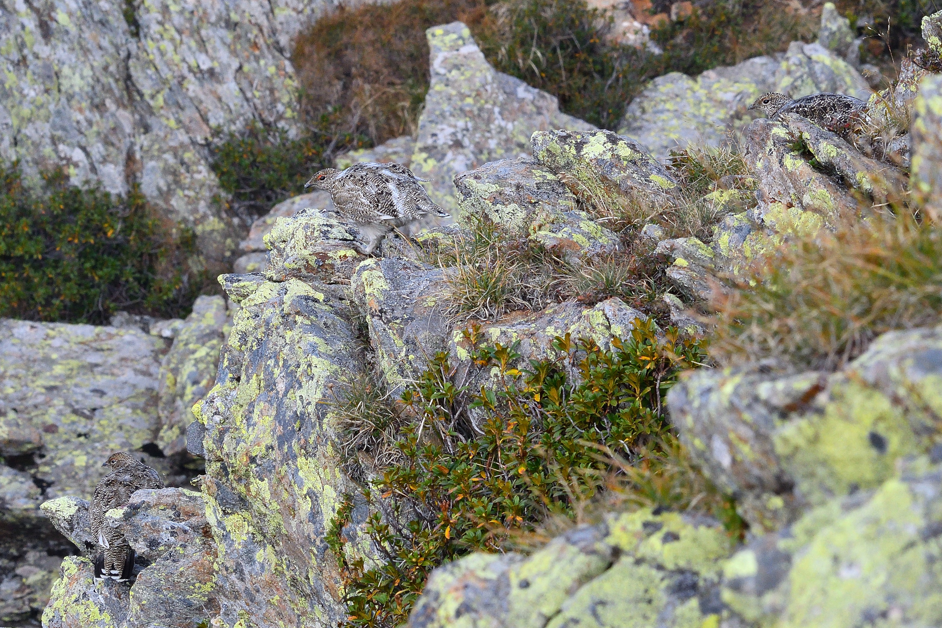 Il mimetismo delle pernici bianche