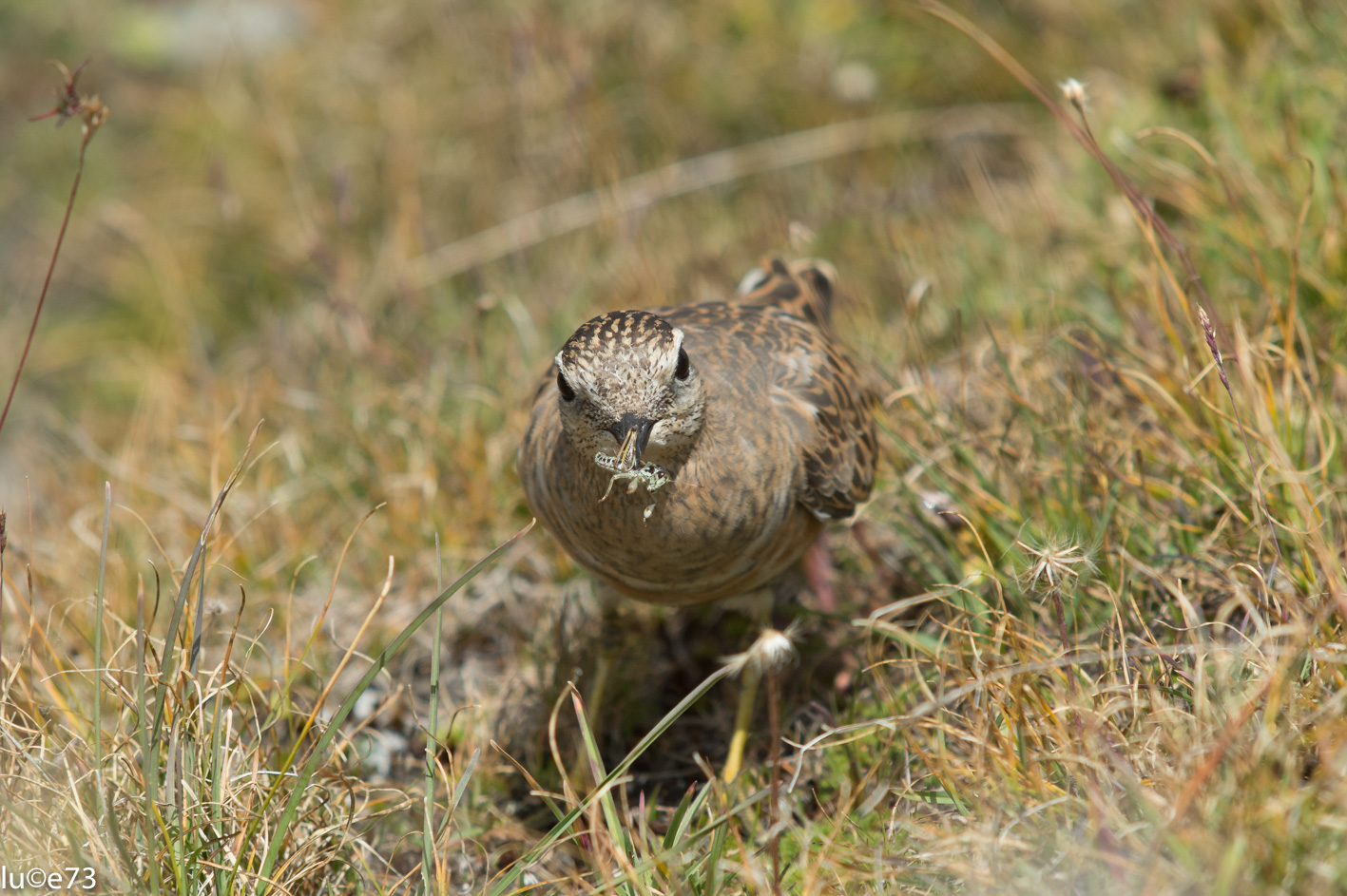 questo lo mangio io!