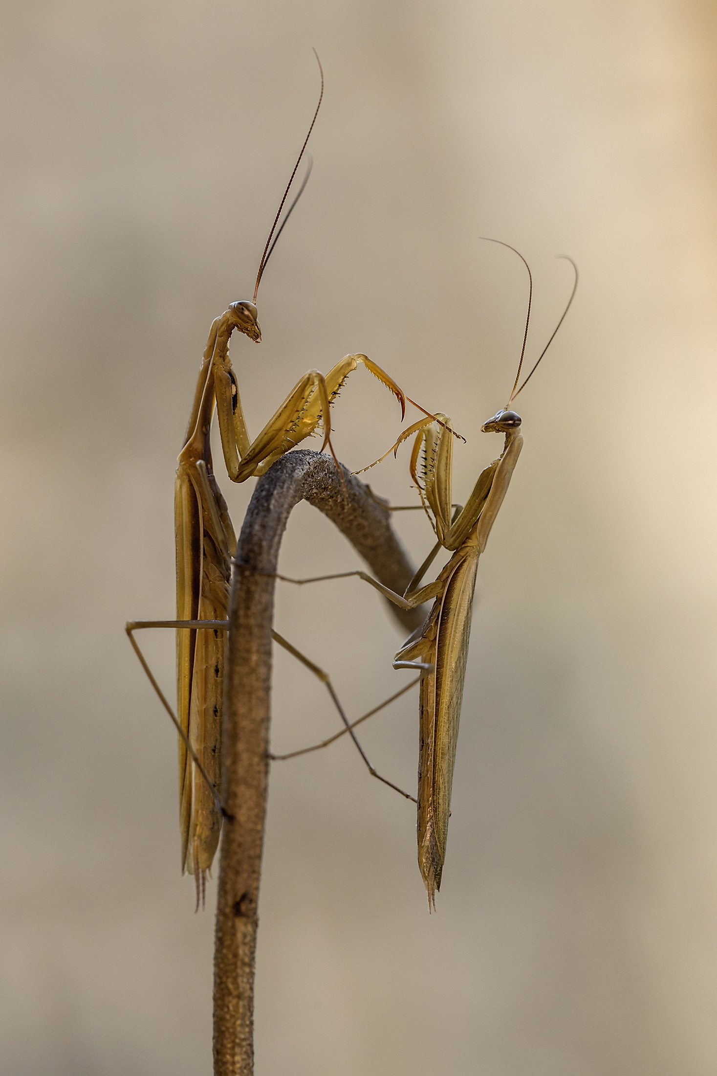 mantidi
