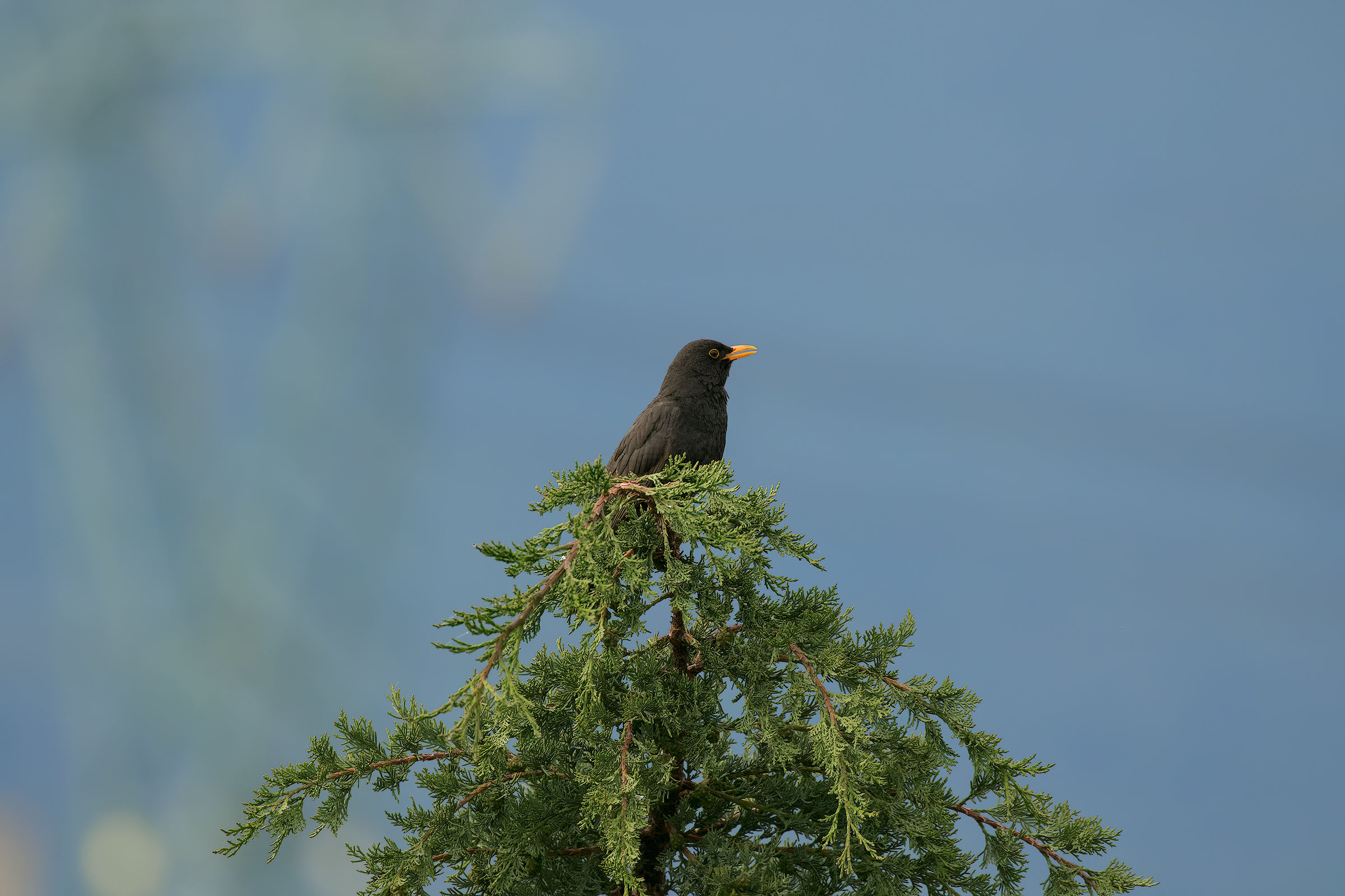 First Morning Singing