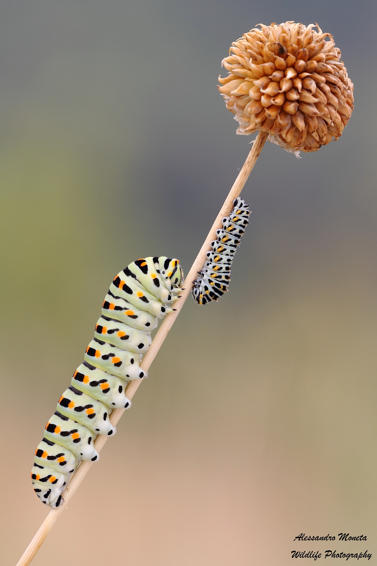 C'e' chi sale e c'e' chi scende