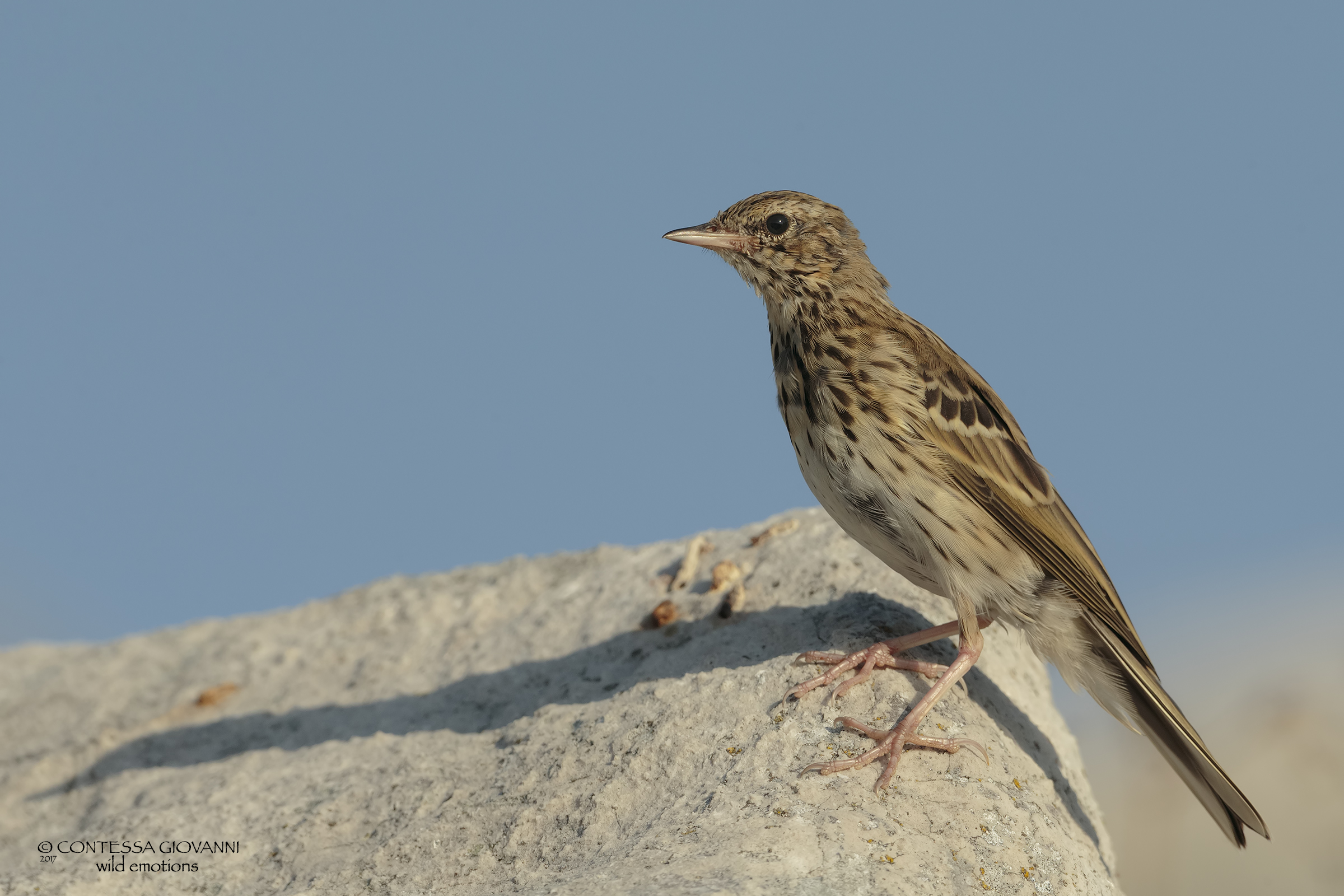 Tree Pipit