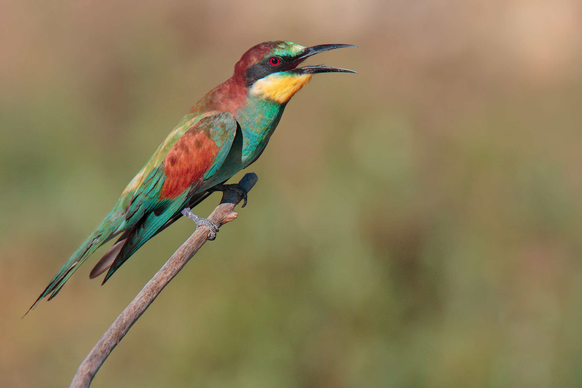 Bee eater