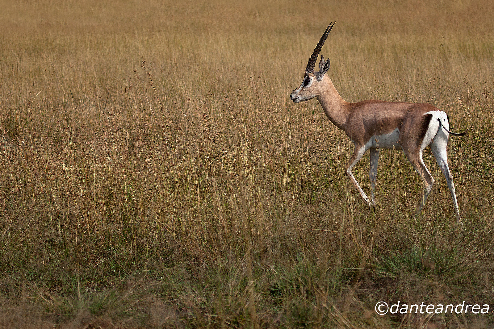 Grant's gazelle
