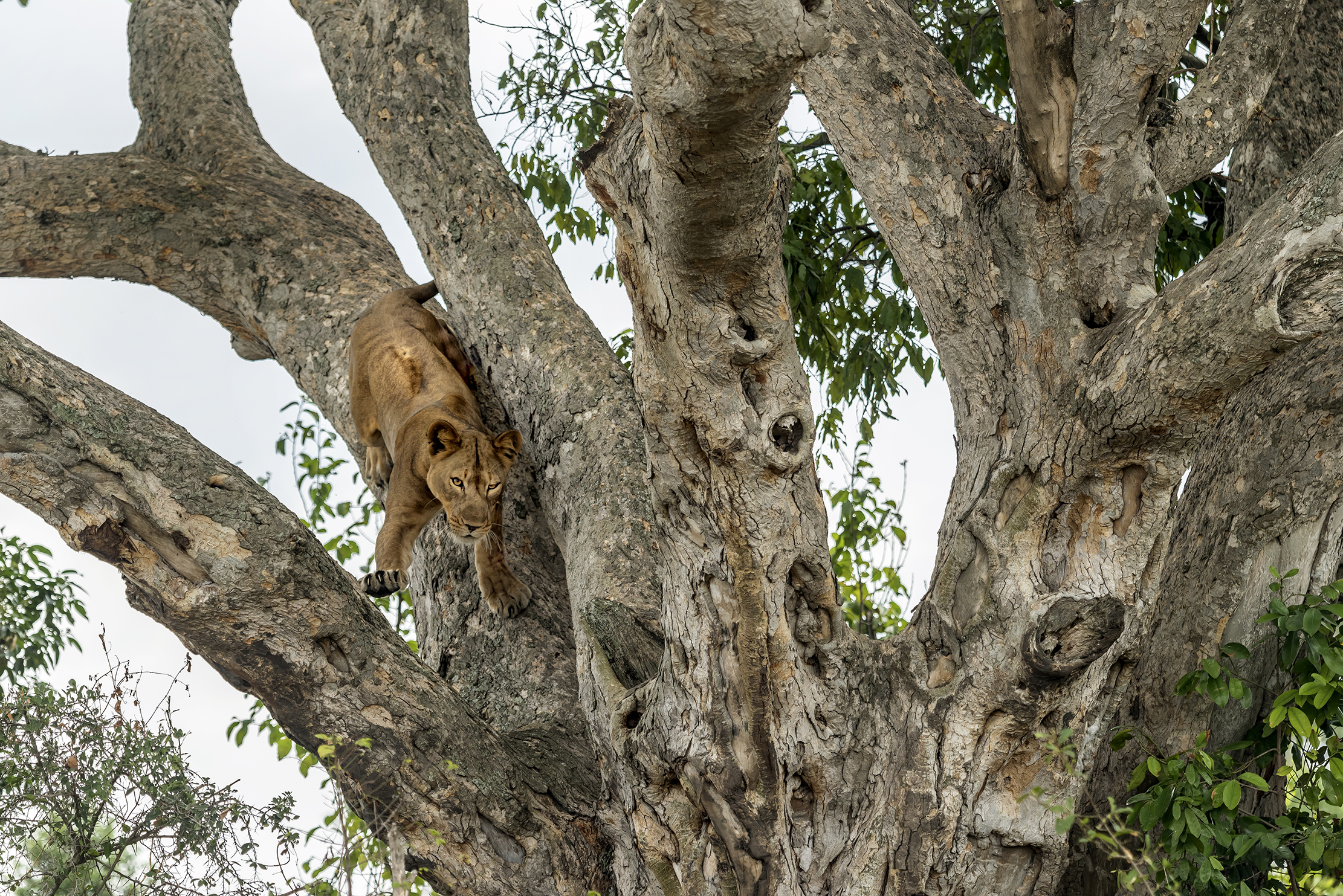 Climber lions - Uganda
