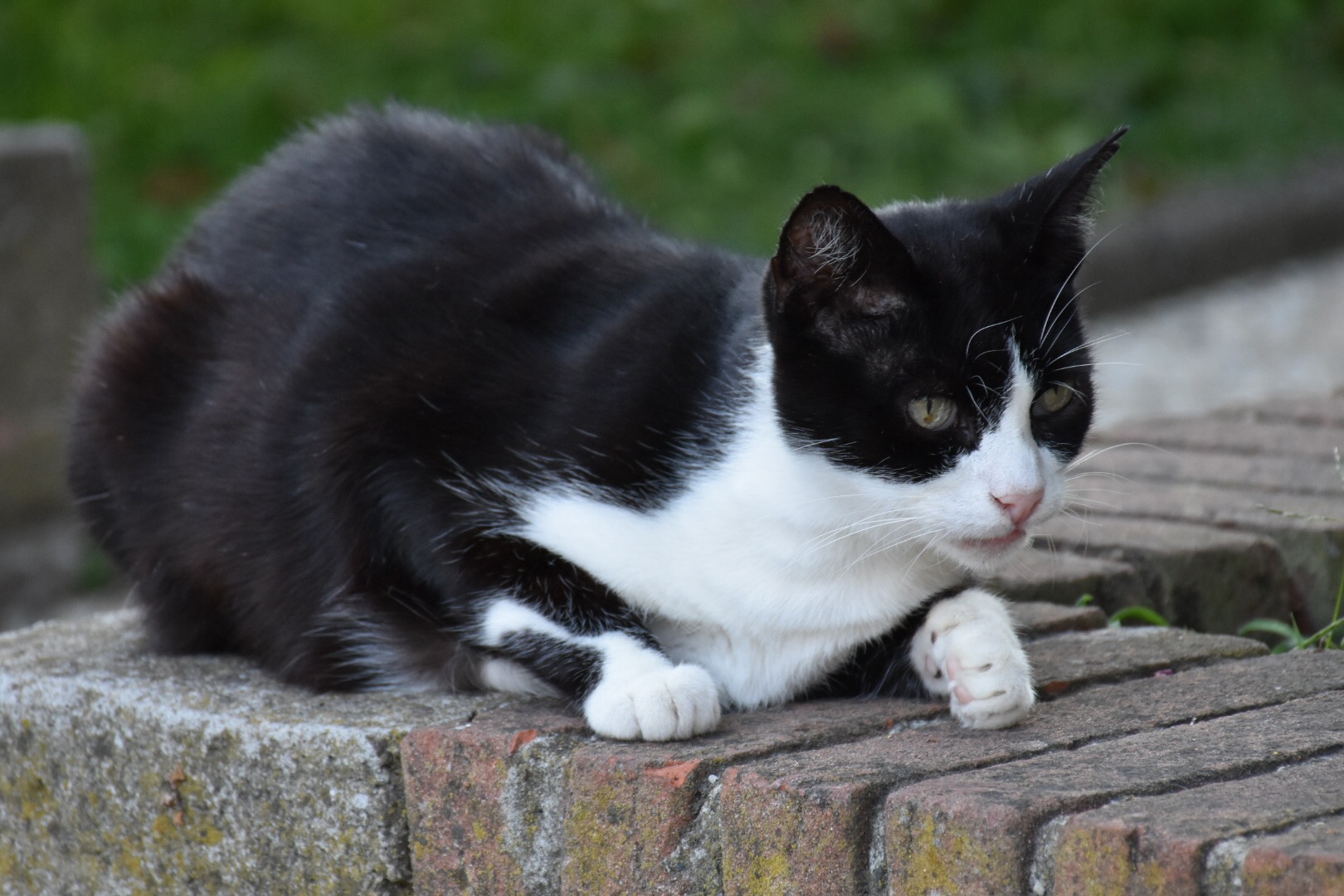 Waiting ..... of the prey