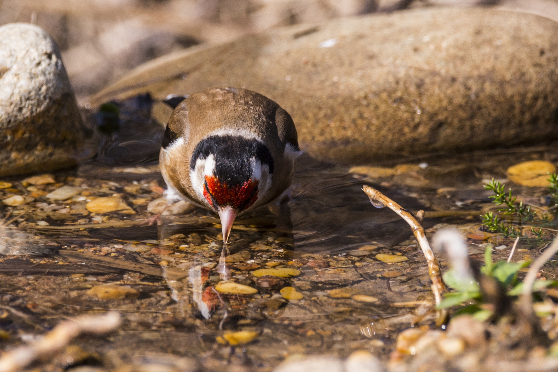 Cardellino at the aquarium
