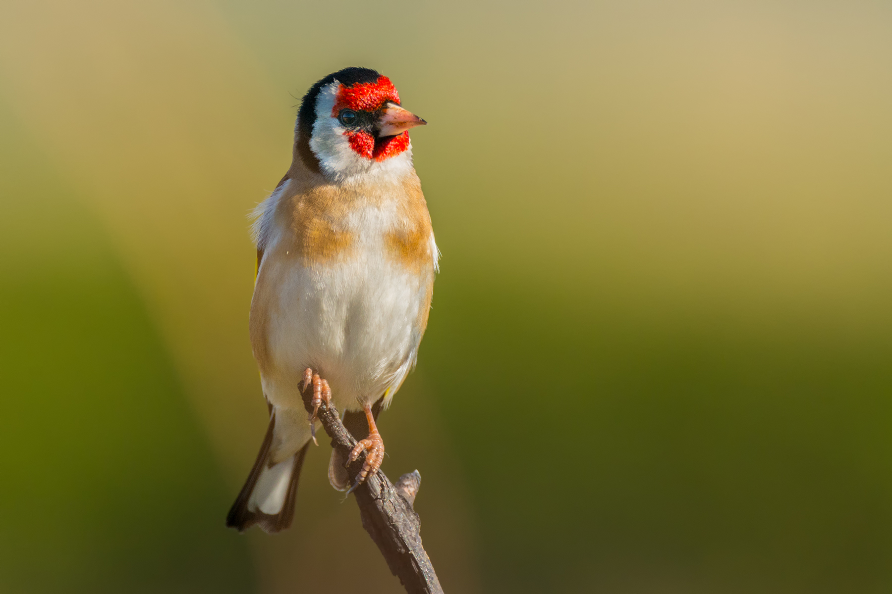 Goldfinch