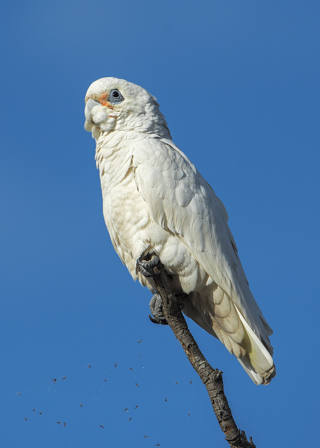 Cacatua sanguinea (Small coral)