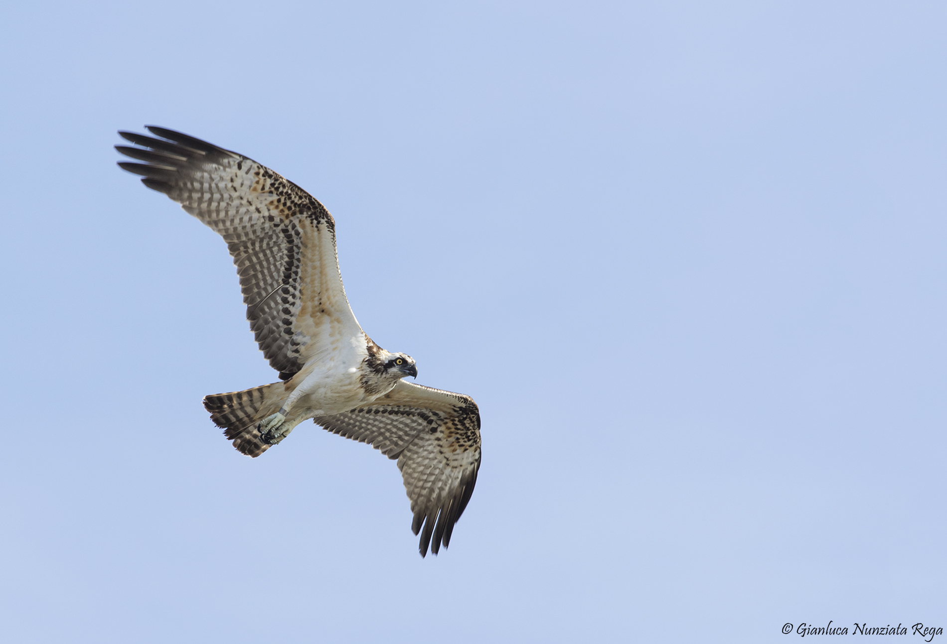 Osprey