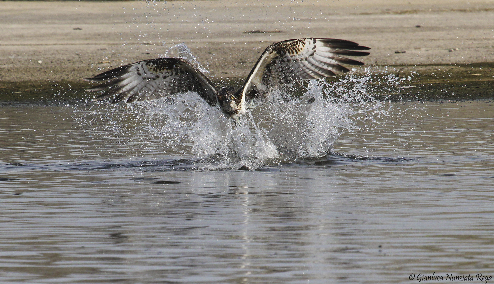 Fisherman - The dive