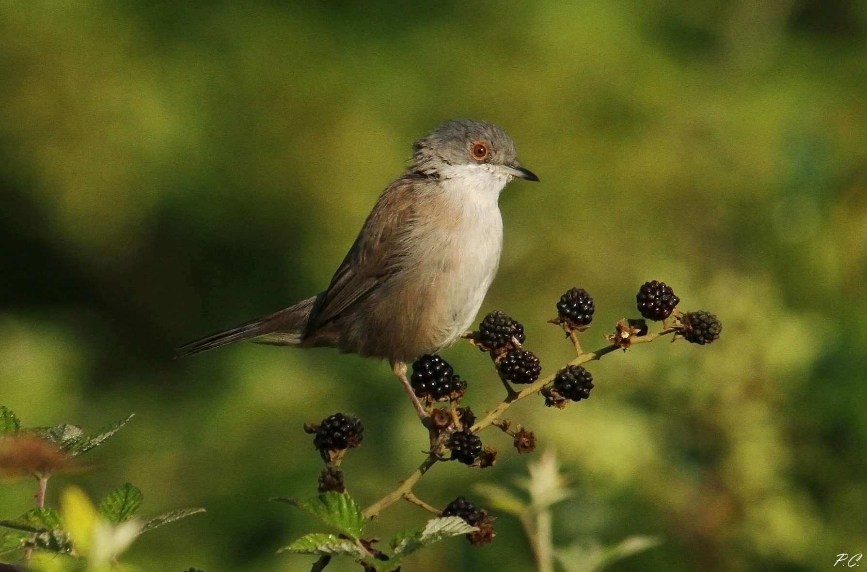 the brunette and the sea