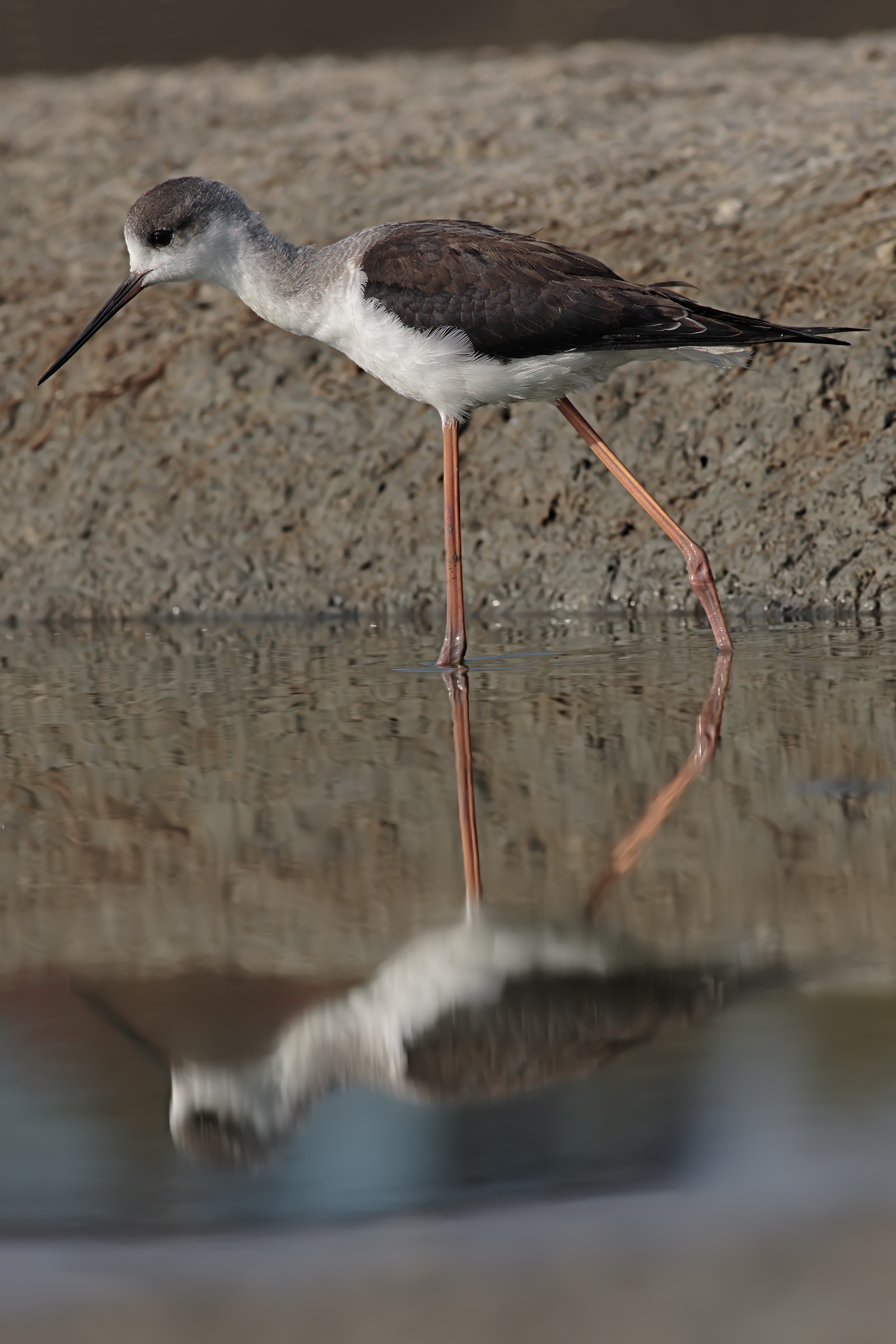 Knight in the mirror